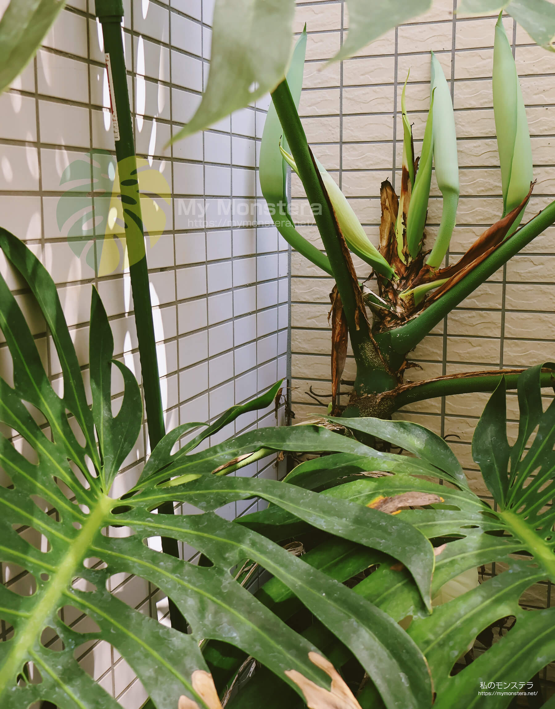 モンステラスケルトンの花