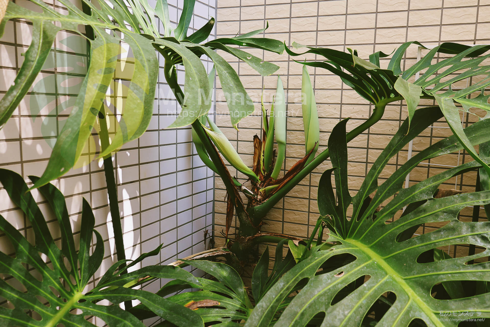 モンステラスケルトンの花