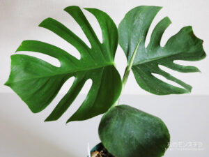 ☆ nanoka☆モンステラ2個、ちょうちょ2個おまとめ モンステラ特集 – 植物家族