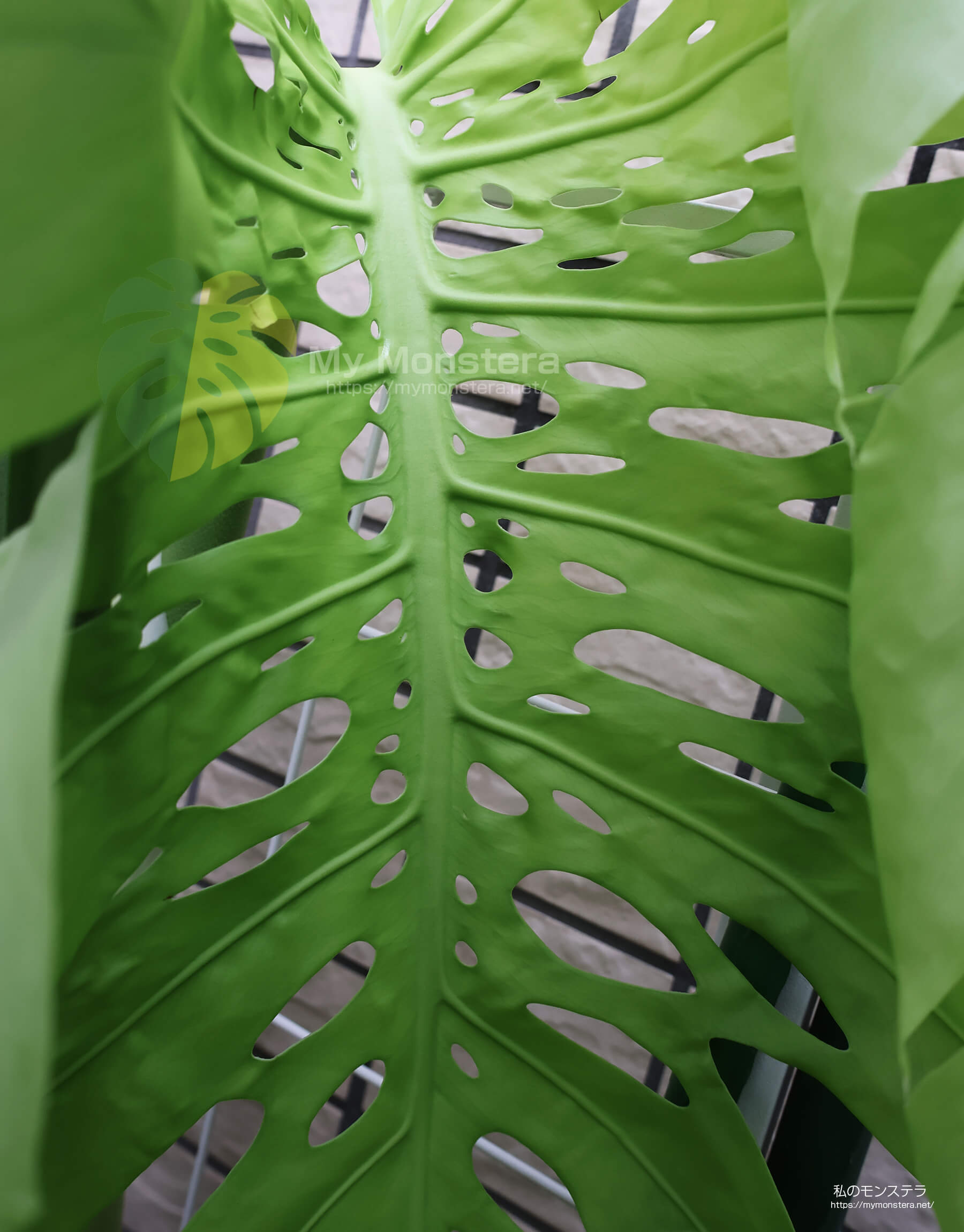 モンステラデリシオーサレースプリズマティックモーフ( Monstera Deliciosa Unknown Lace Prismatic Morph )