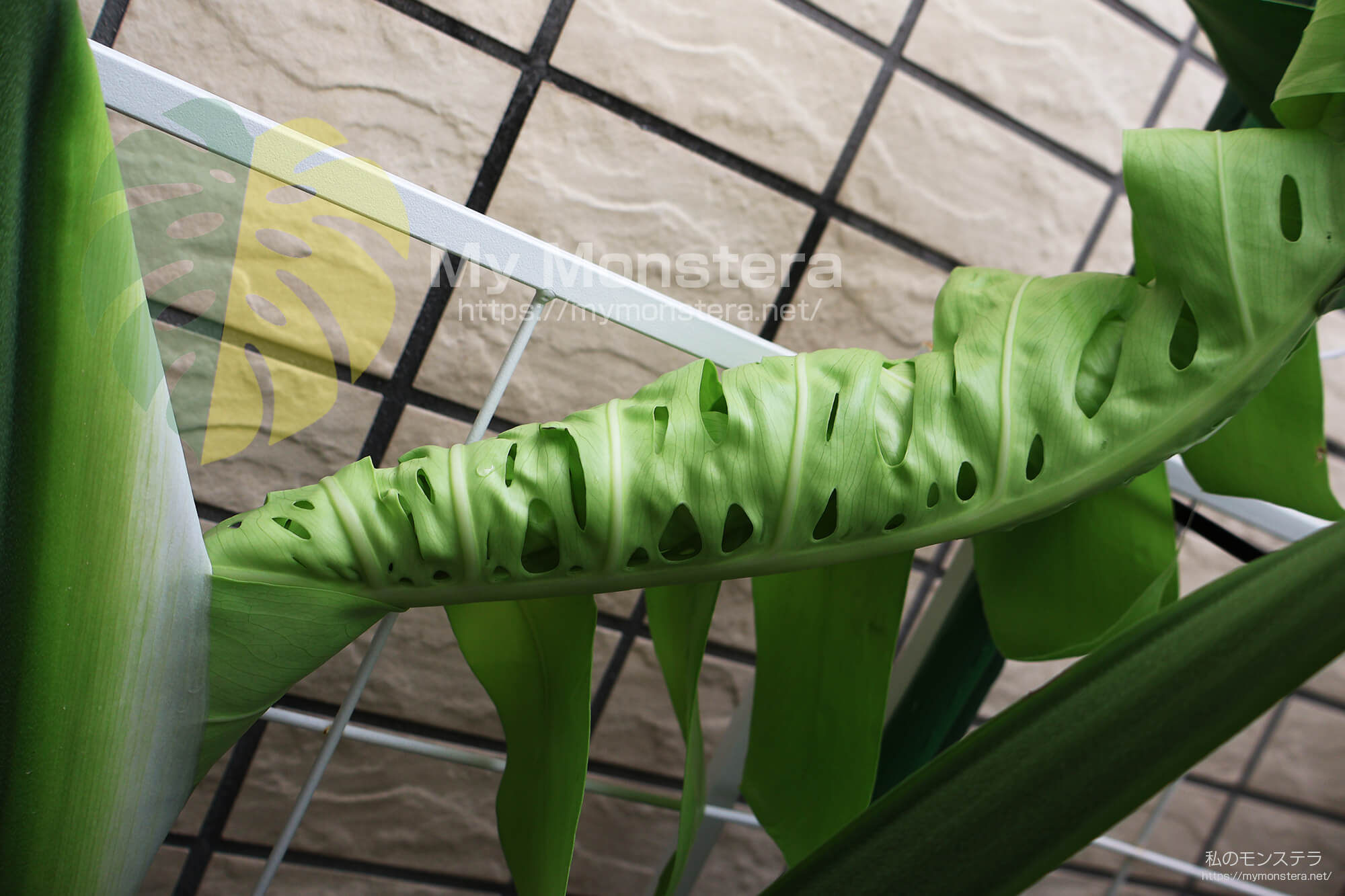 モンステラデリシオーサレースプリズマティックモーフ( Monstera Deliciosa Unknown Lace Prismatic Morph )