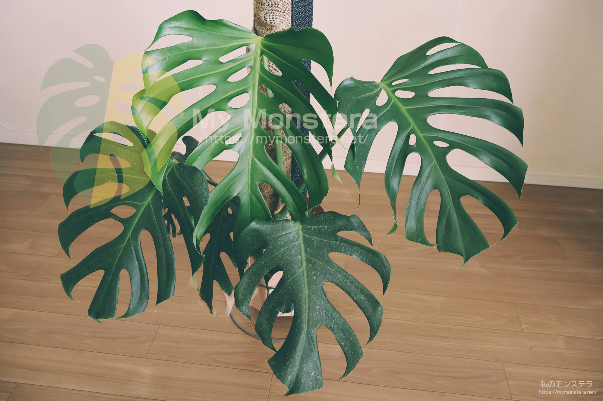 モンステラデリシオーサシエラナ( Monstera Deliciosa var
