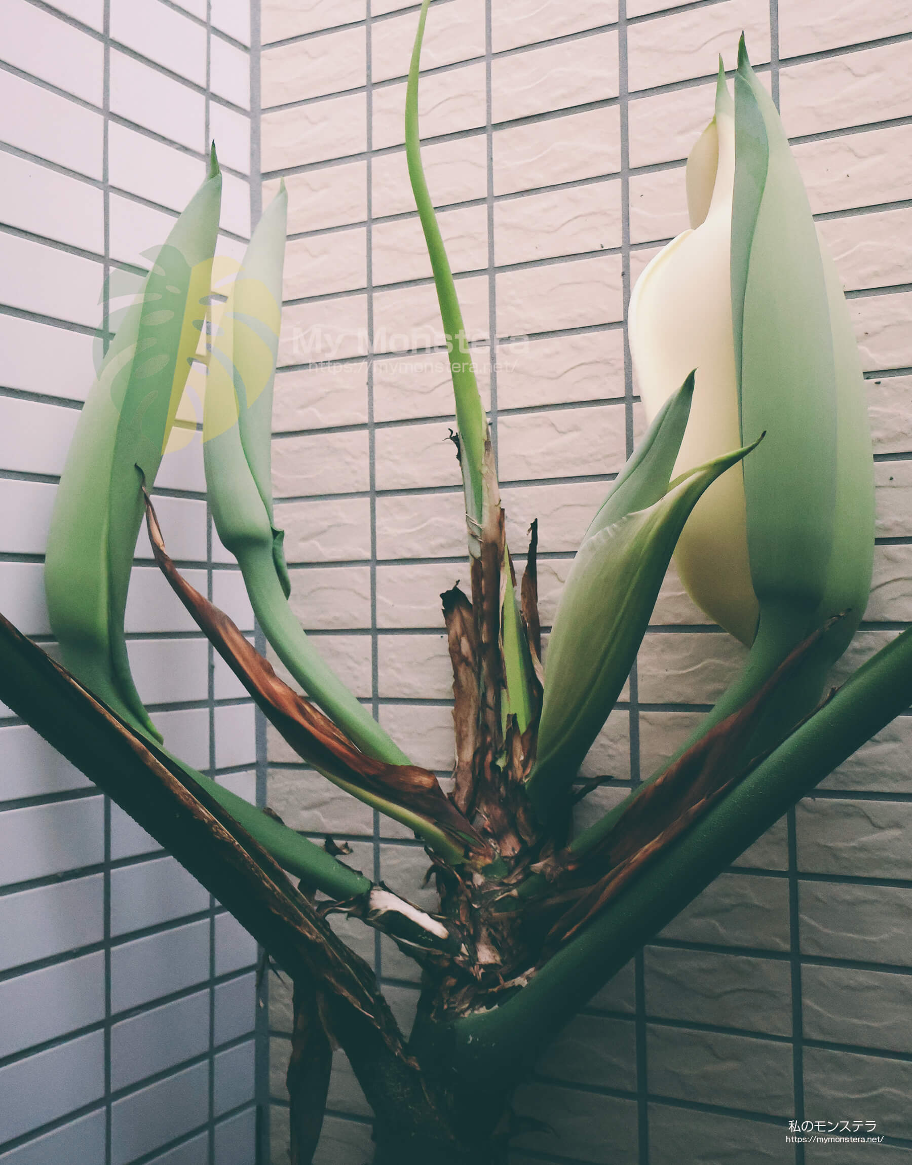 モンステラスケルトンの花