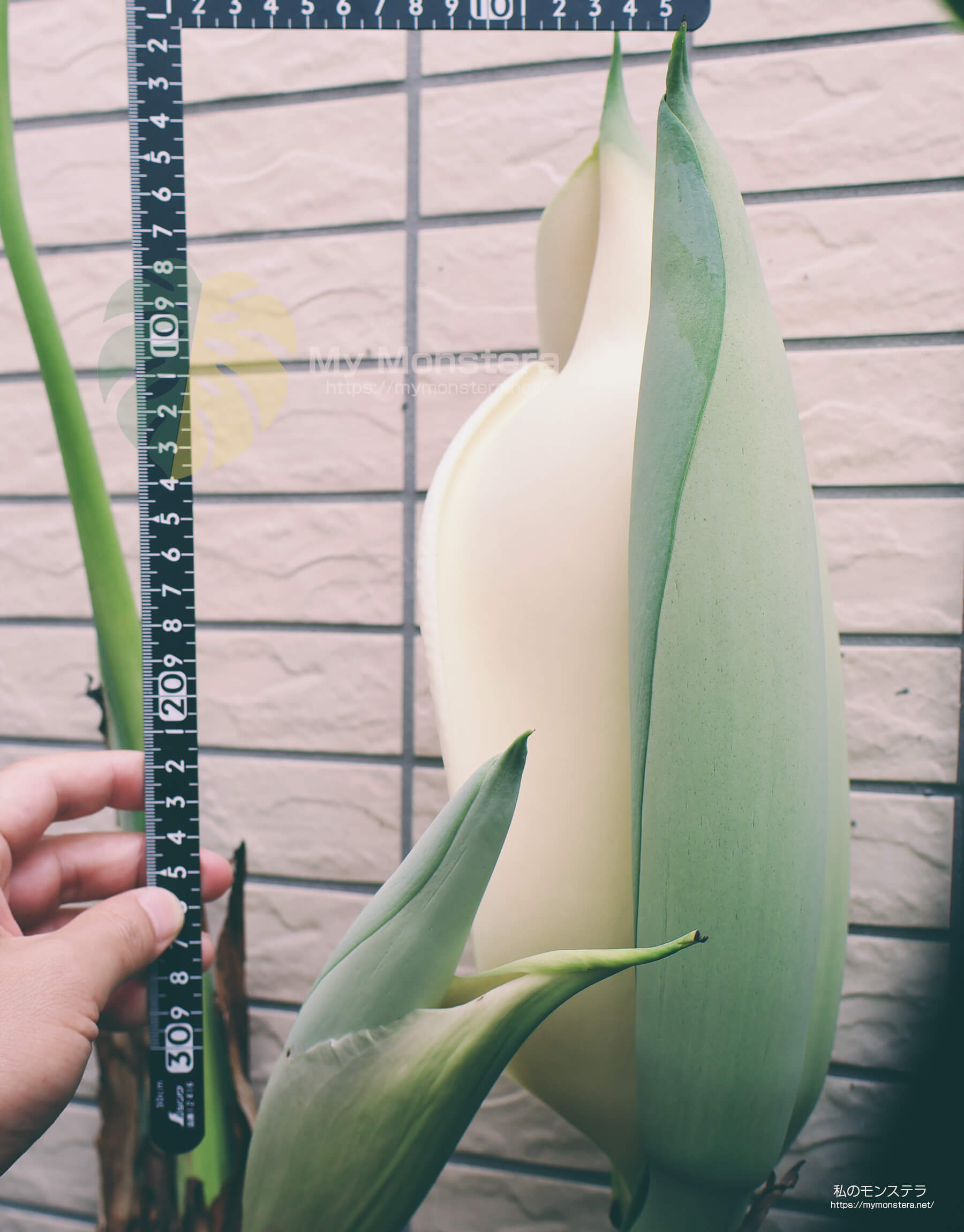 モンステラスケルトンの花