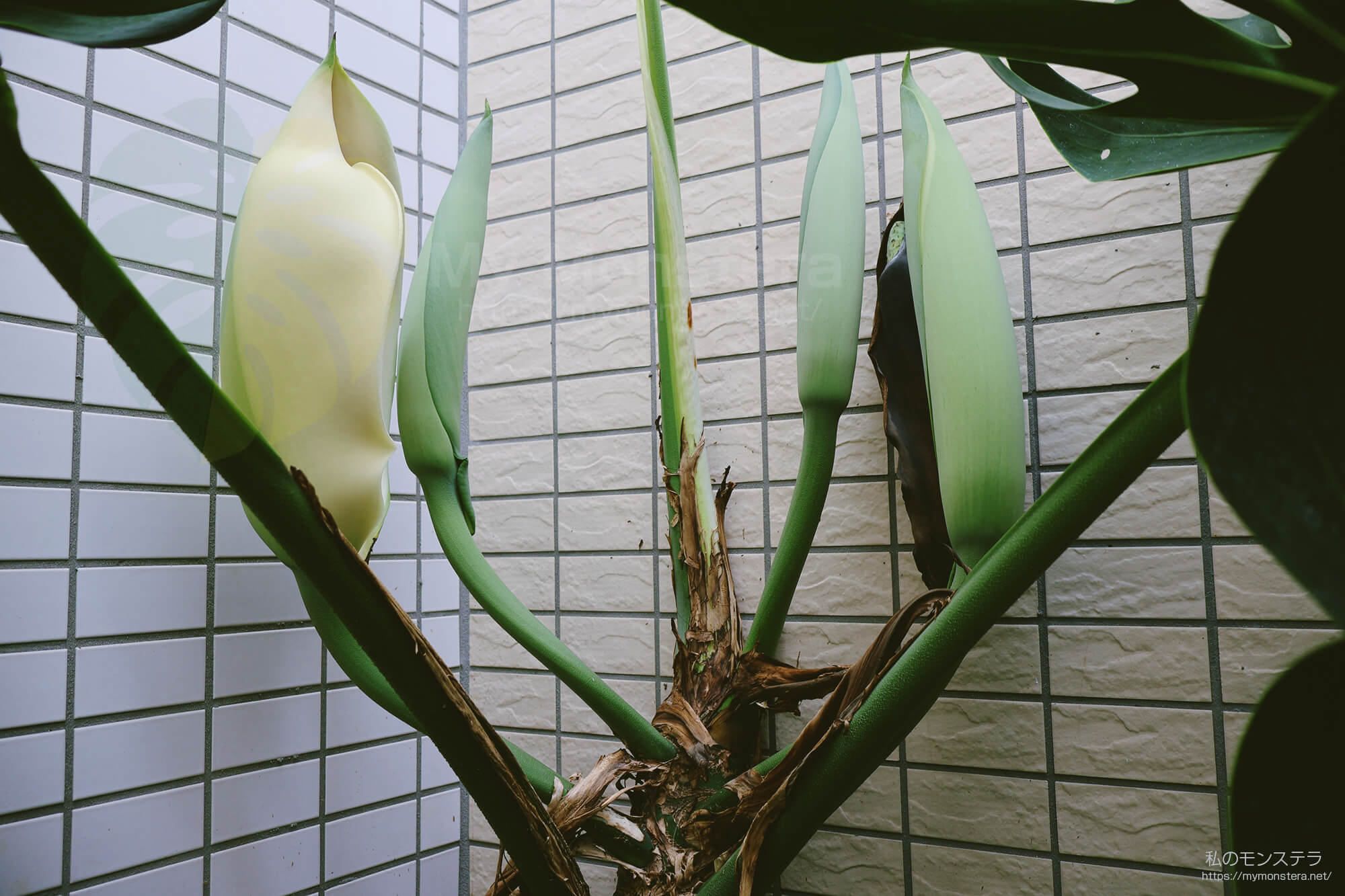 モンステラスケルトンの花