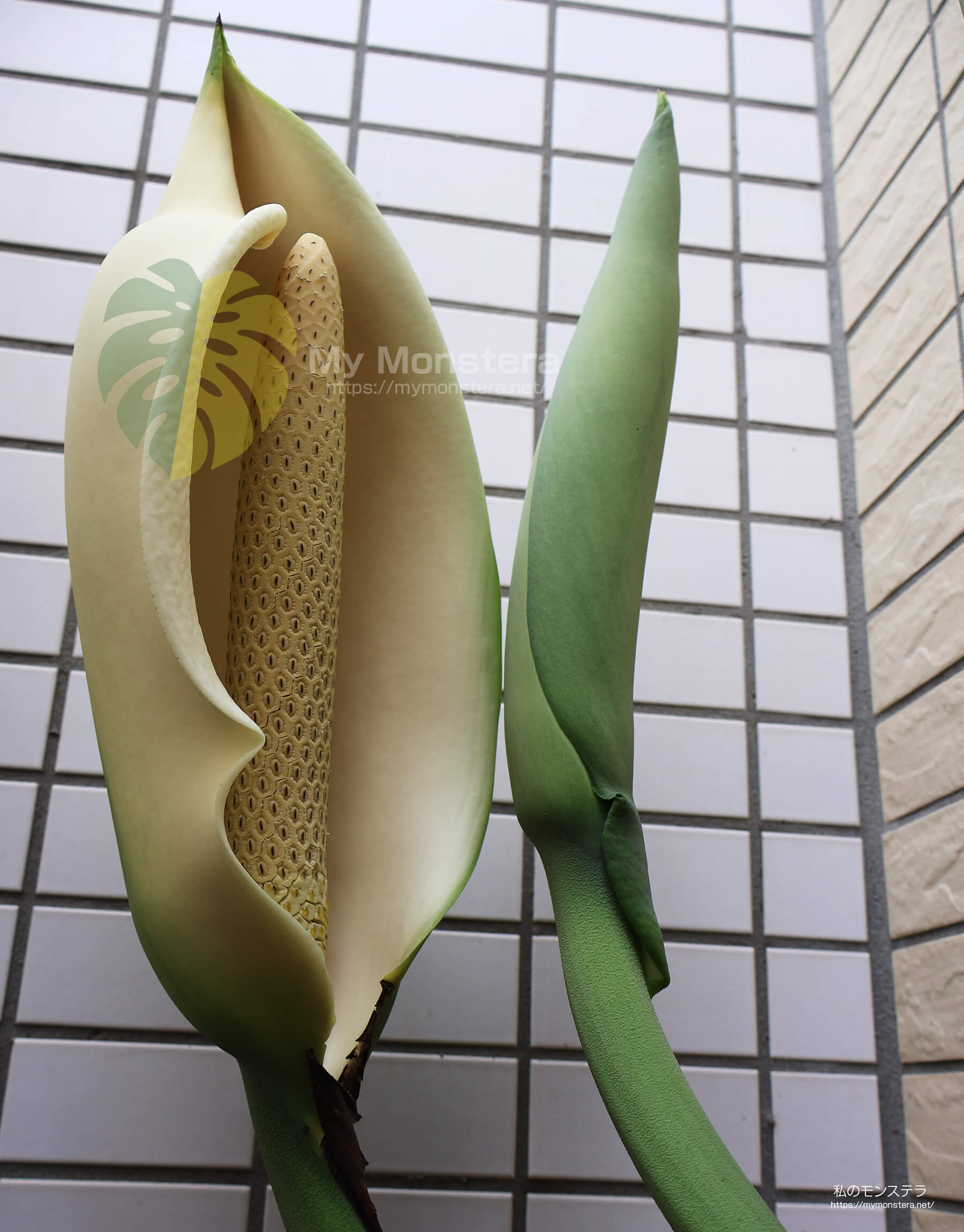 開花第2弾：モンステラスケルトンに再び綺麗な花が開花