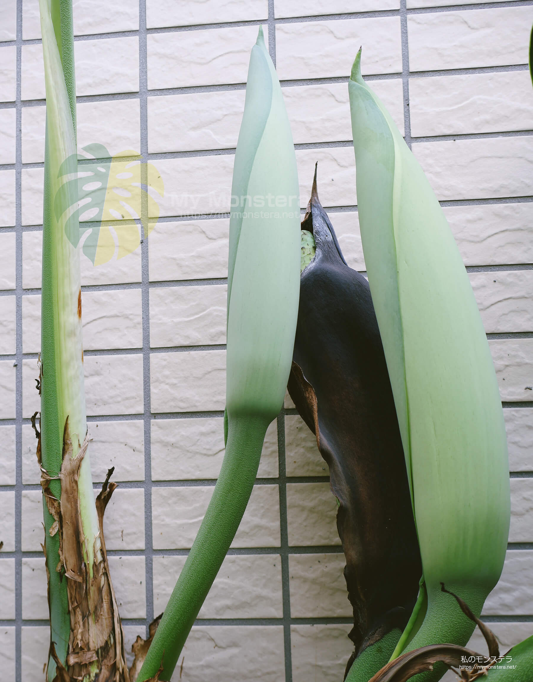 モンステラスケルトンの花