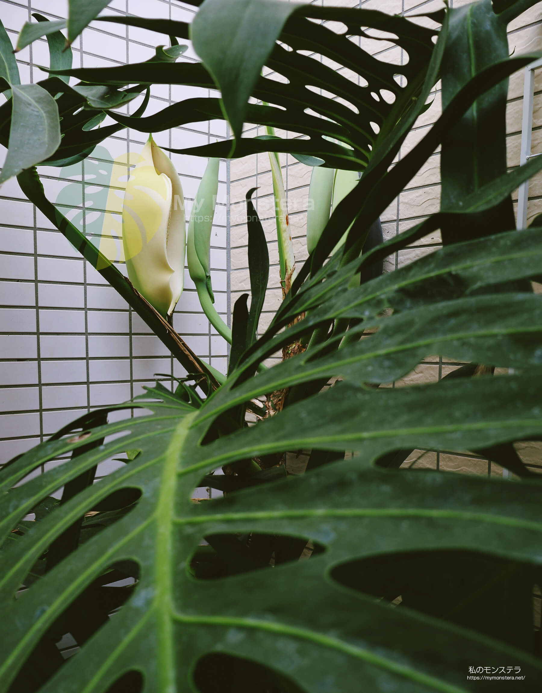 モンステラスケルトンの花