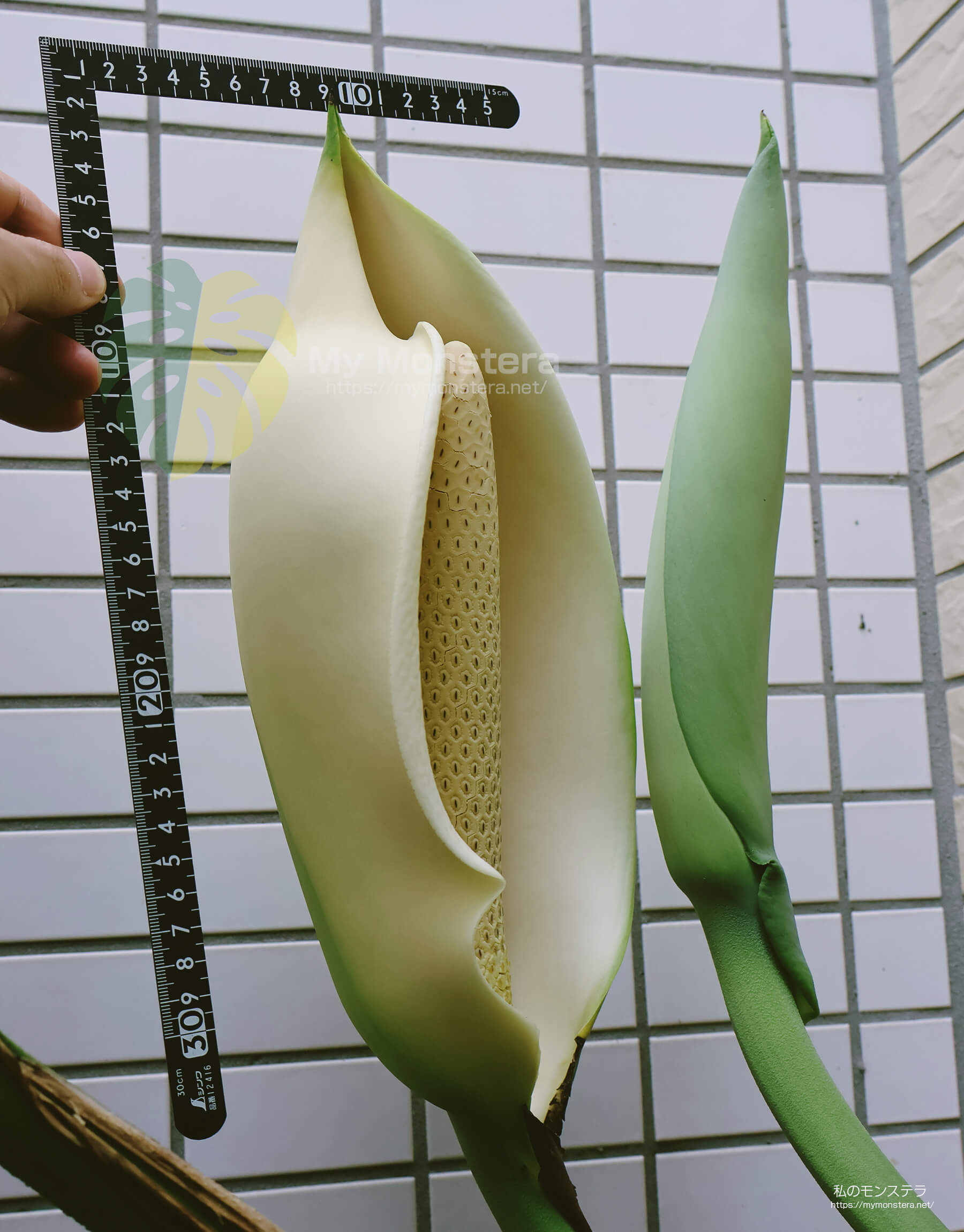 モンステラスケルトンの花