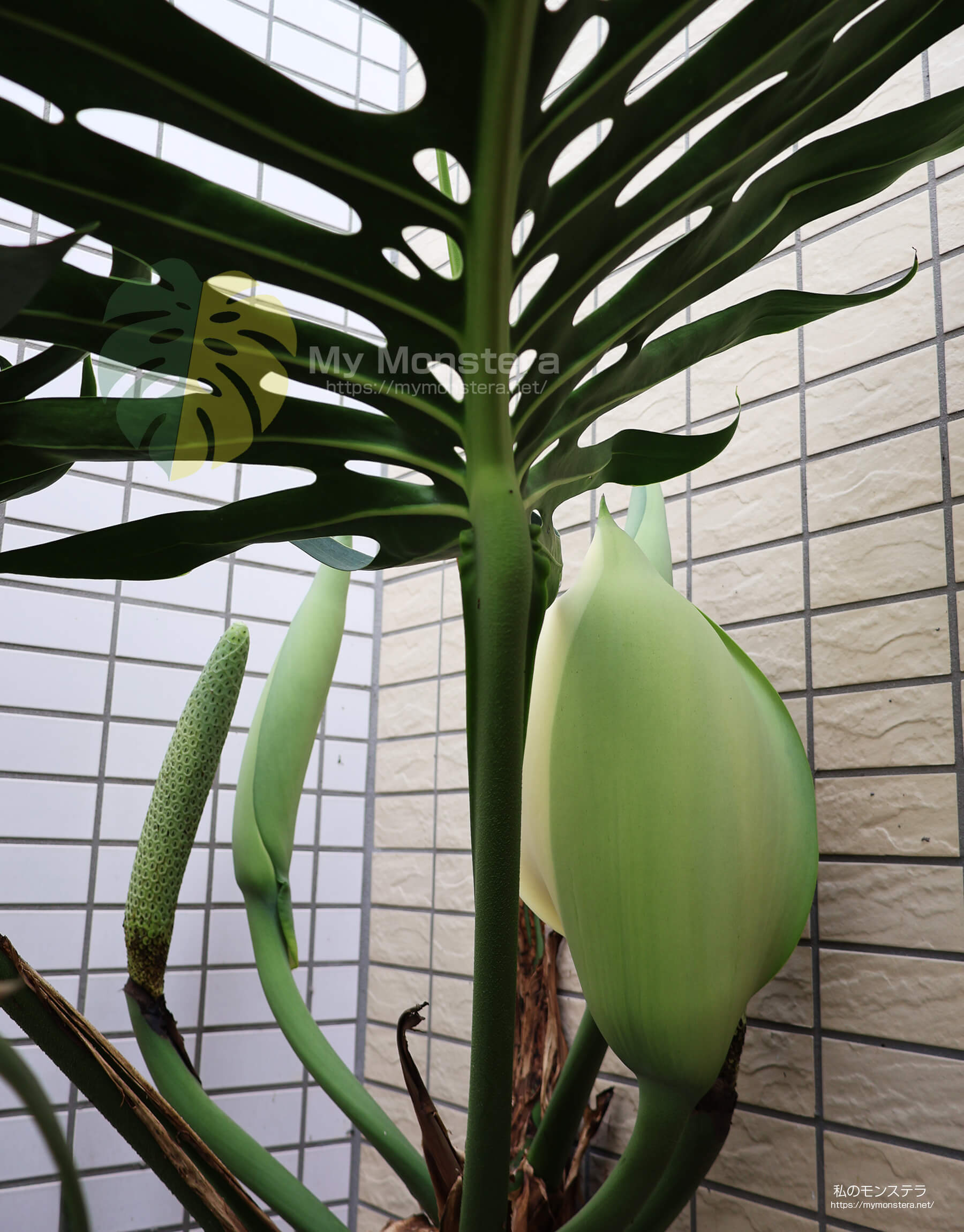モンステラスケルトンの花