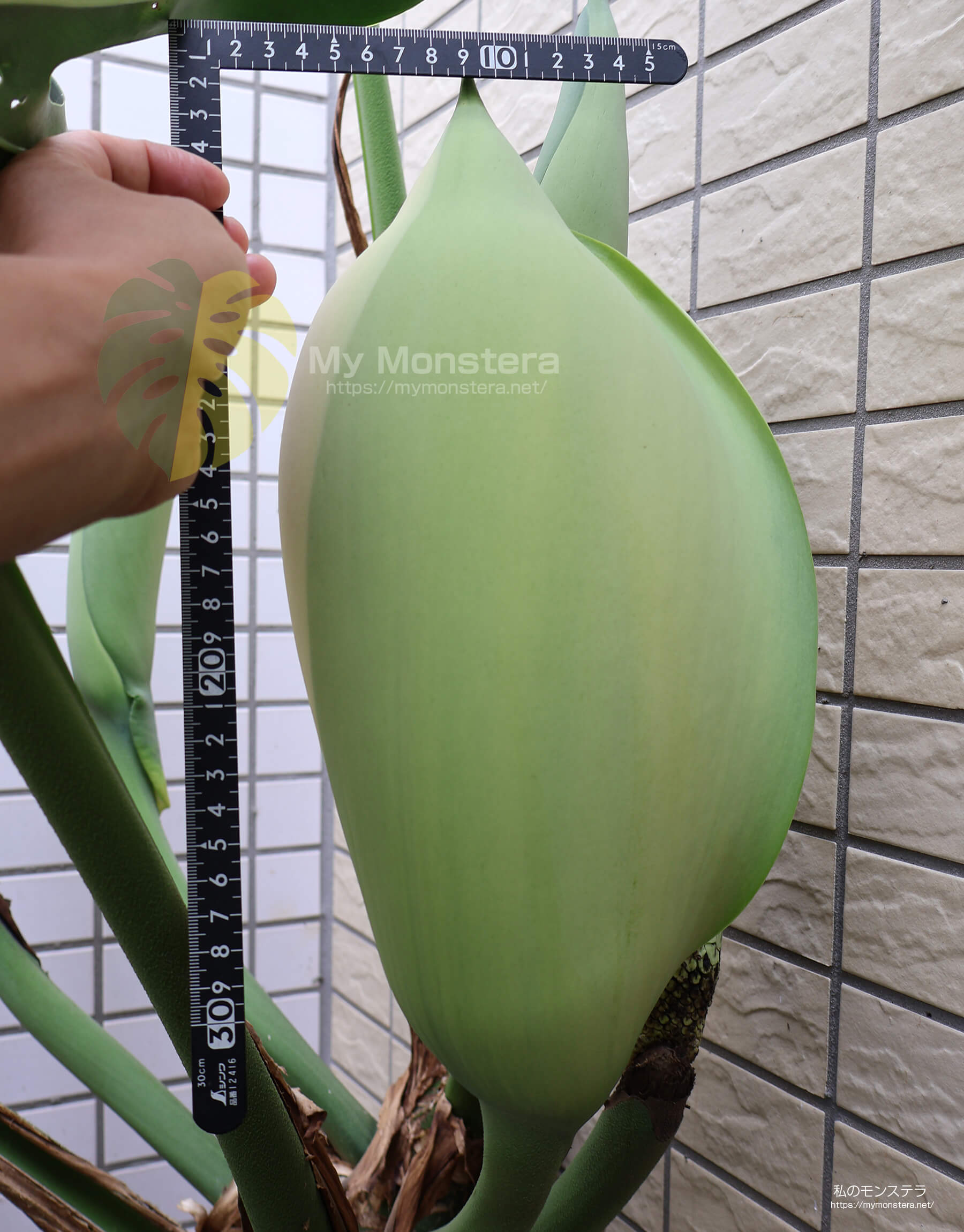 モンステラスケルトンの花