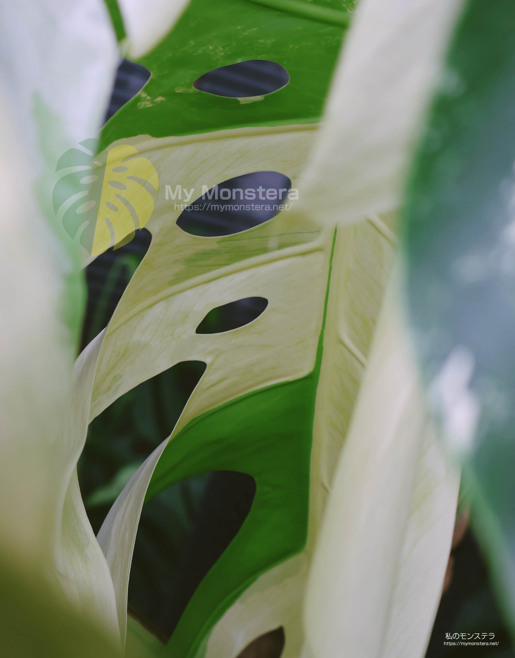 超希少　斑入り本物　モンステラ デリシオサ X ボルシギアナ　トライカラーミント 超希少 斑入り本物 モンステラ デリシオサ X ボルシギアナ