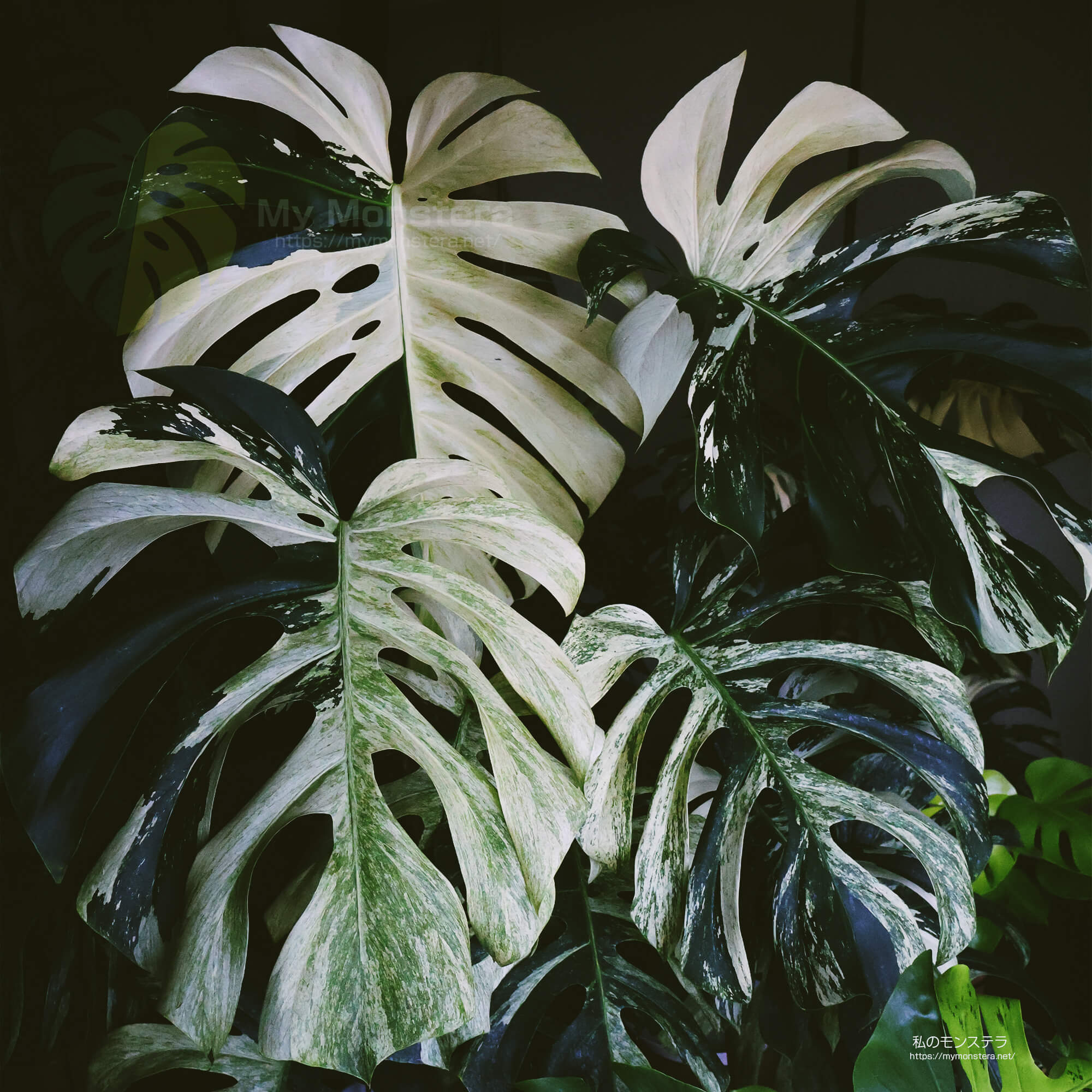 モンステラデリシオーサ ボルシギアナ ミント( Monstera
