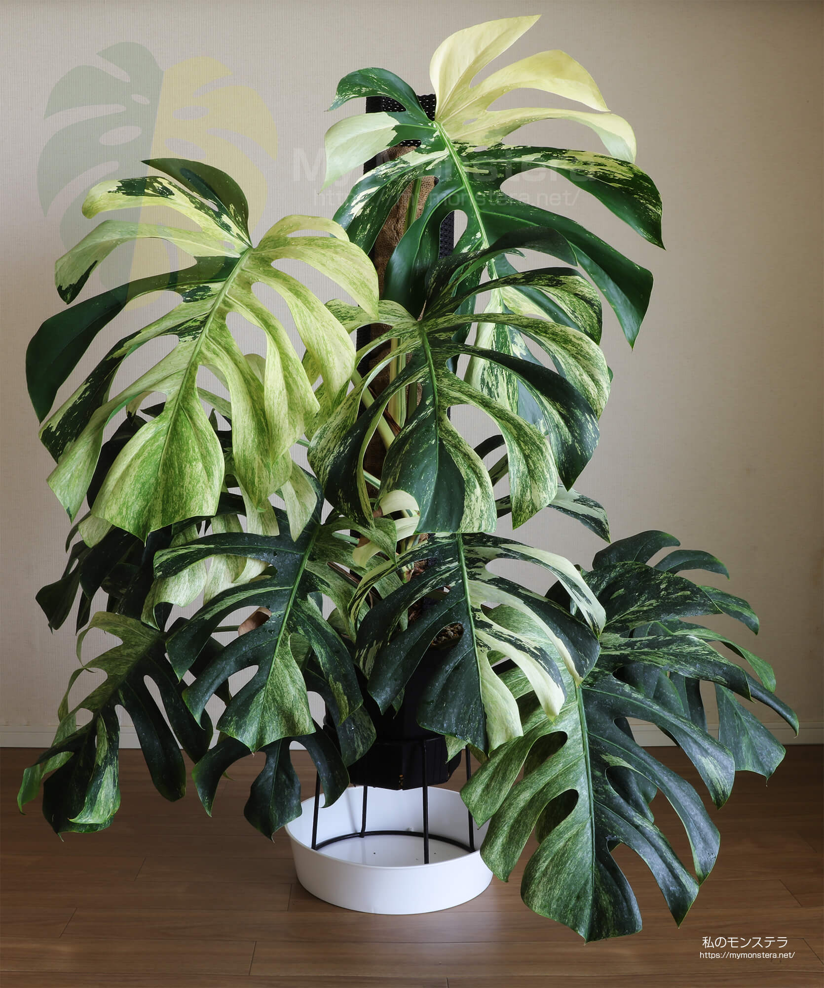 モンステラデリシオーサ ボルシギアナ ミント( Monstera