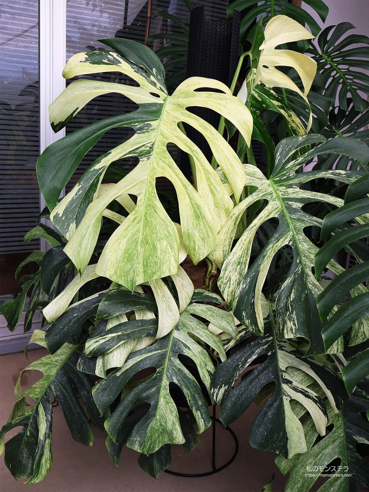 モンステラデリシオーサ ボルシギアナ ミント( Monstera