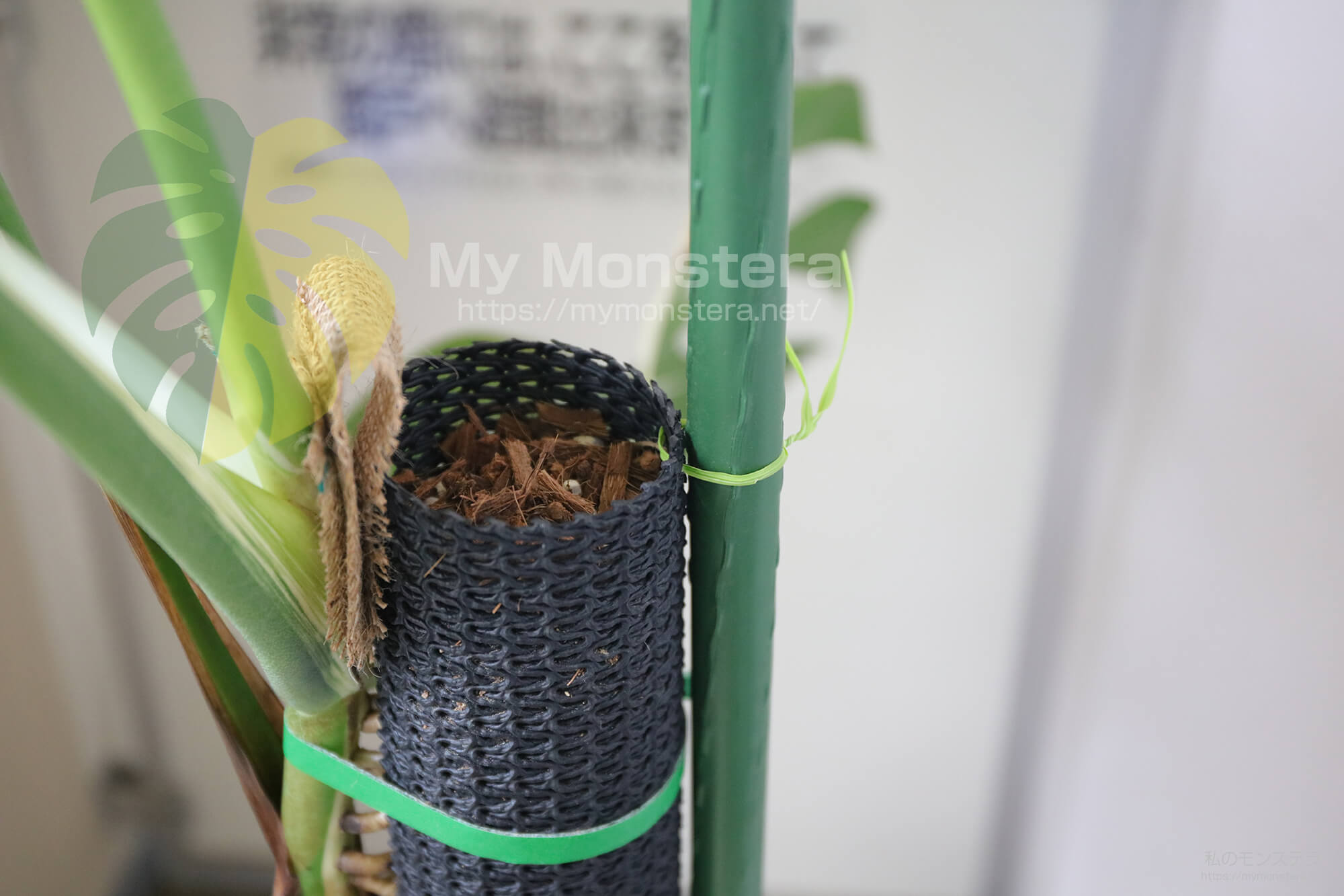 モンステラ用支柱（ネトロンパイプ）の連結方法