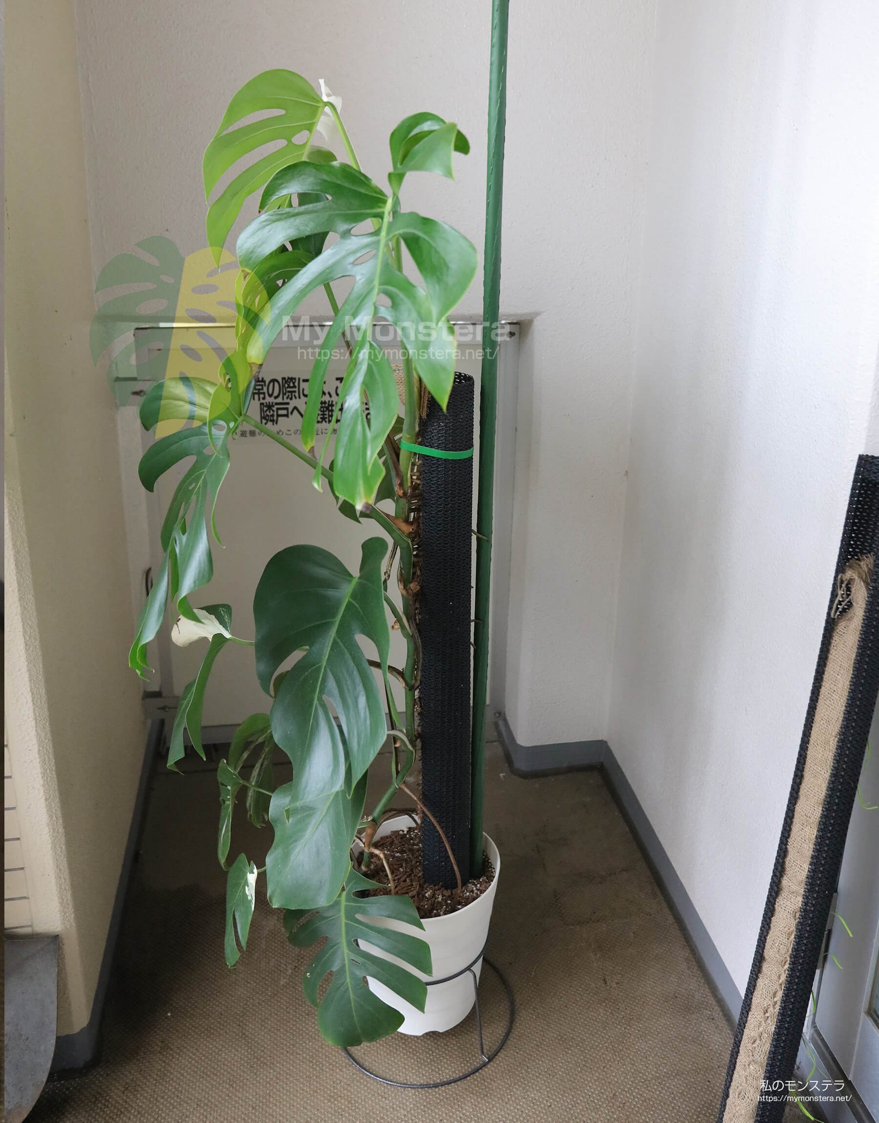 モンステラ用支柱（ネトロンパイプ）の連結方法