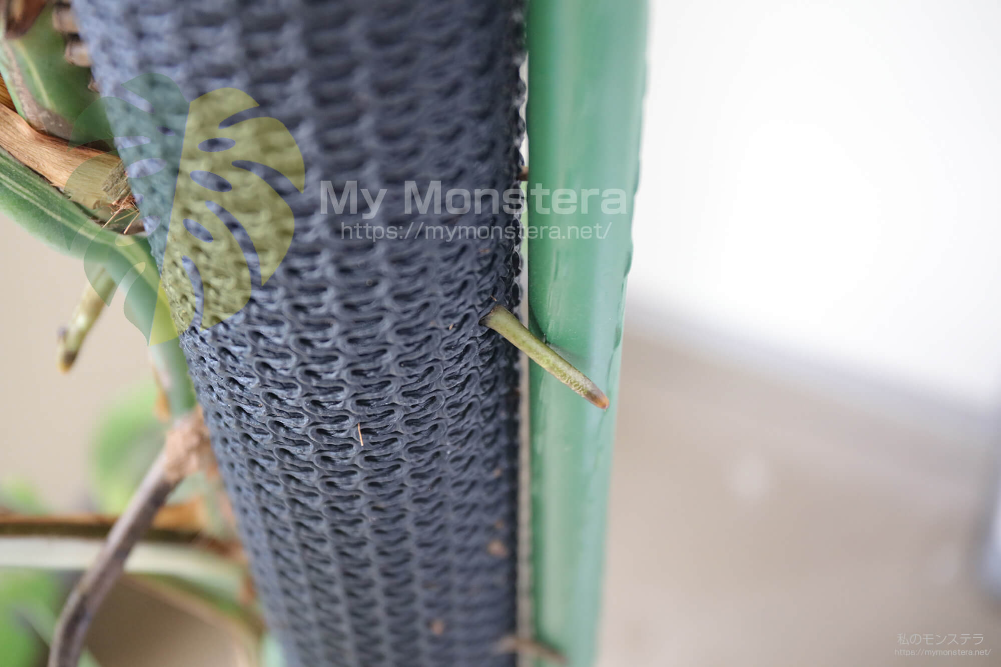 モンステラ用支柱（ネトロンパイプ）の連結方法