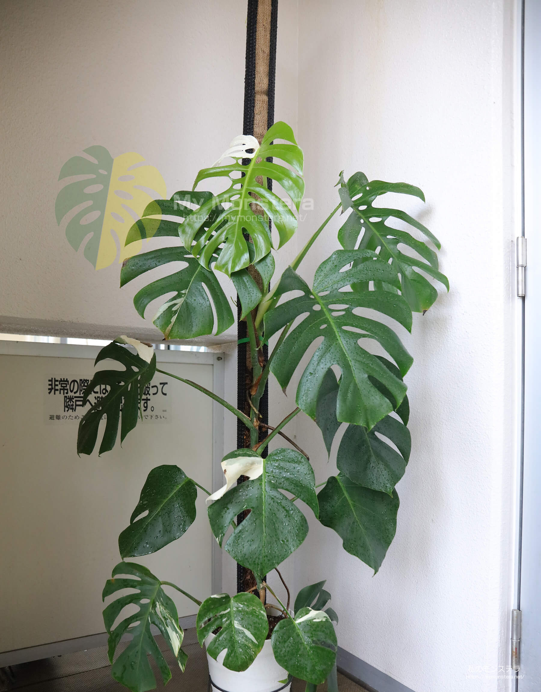 モンステラ用支柱（ネトロンパイプ）の連結方法