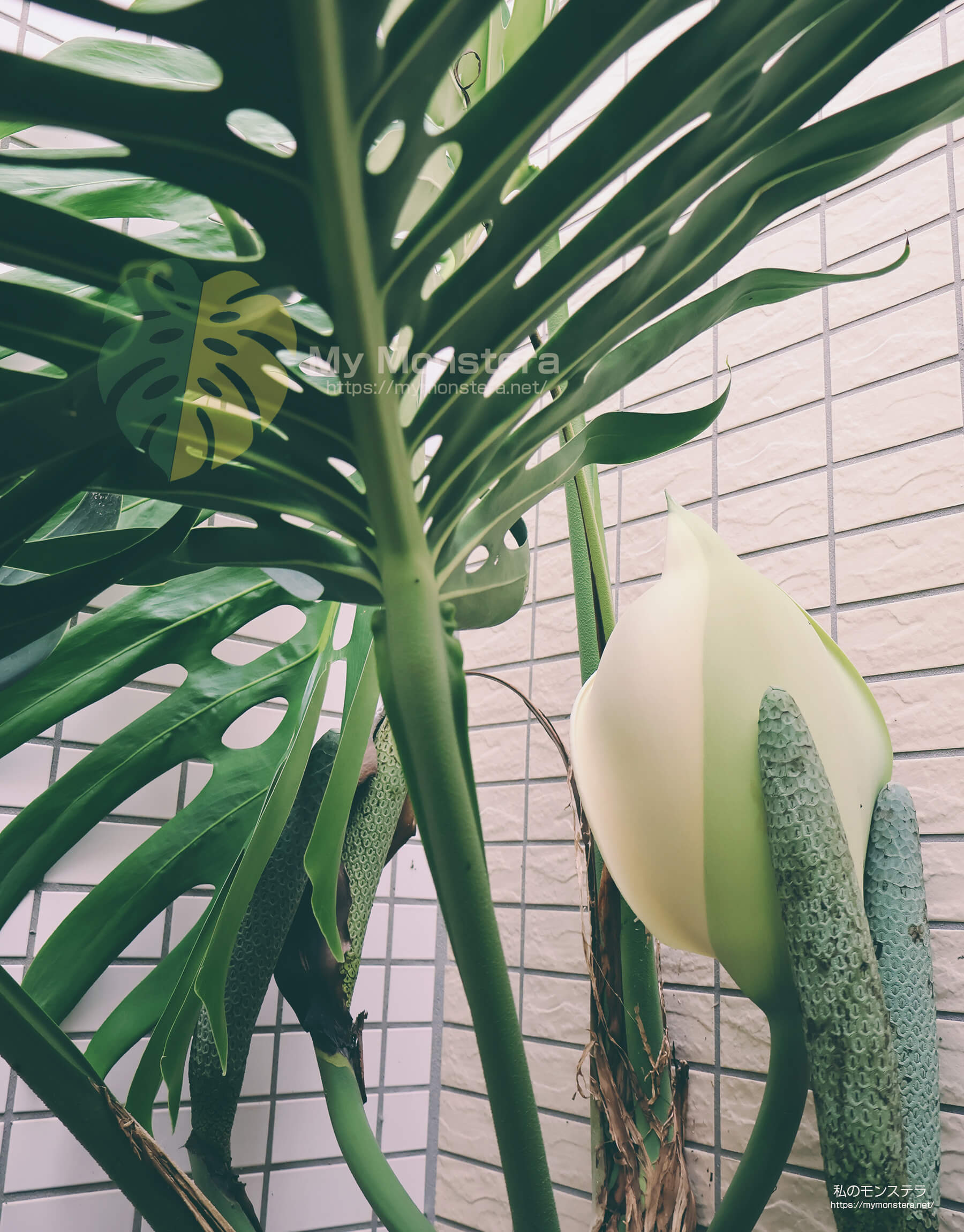 モンステラスケルトンの花