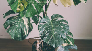 モンステラタイコンステレーション