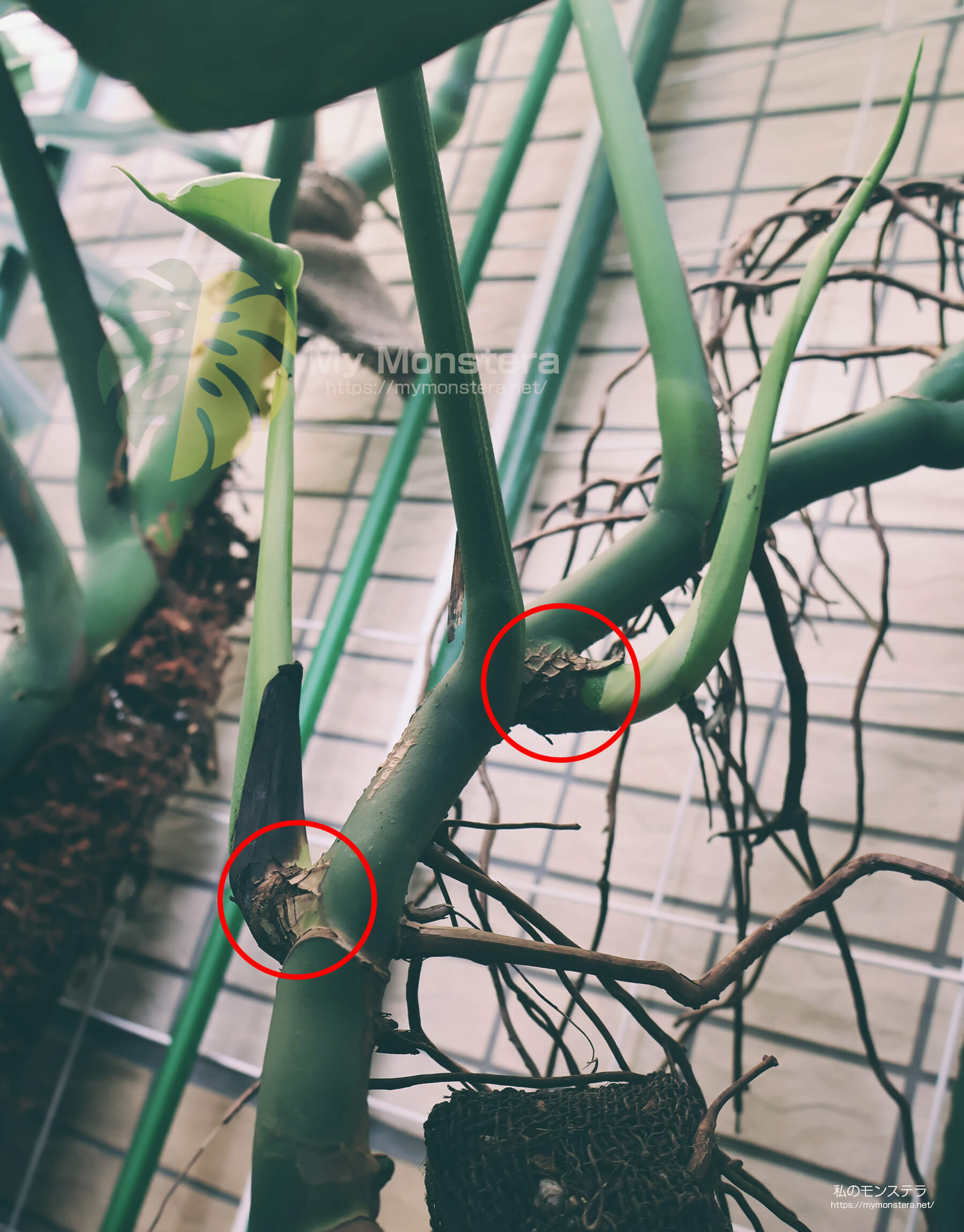 モンステラの脇芽