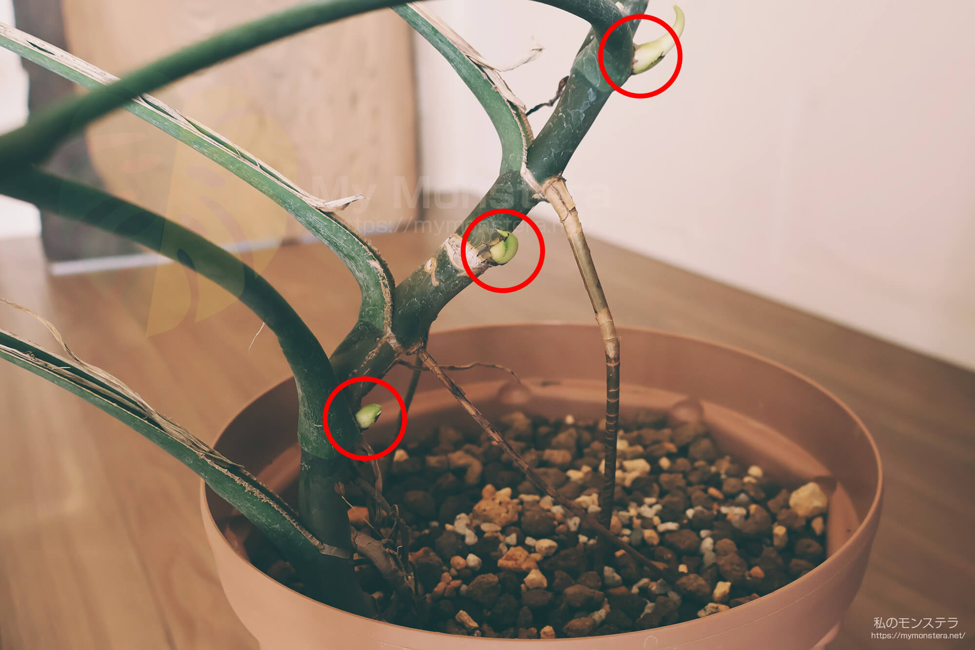 モンステラの脇芽