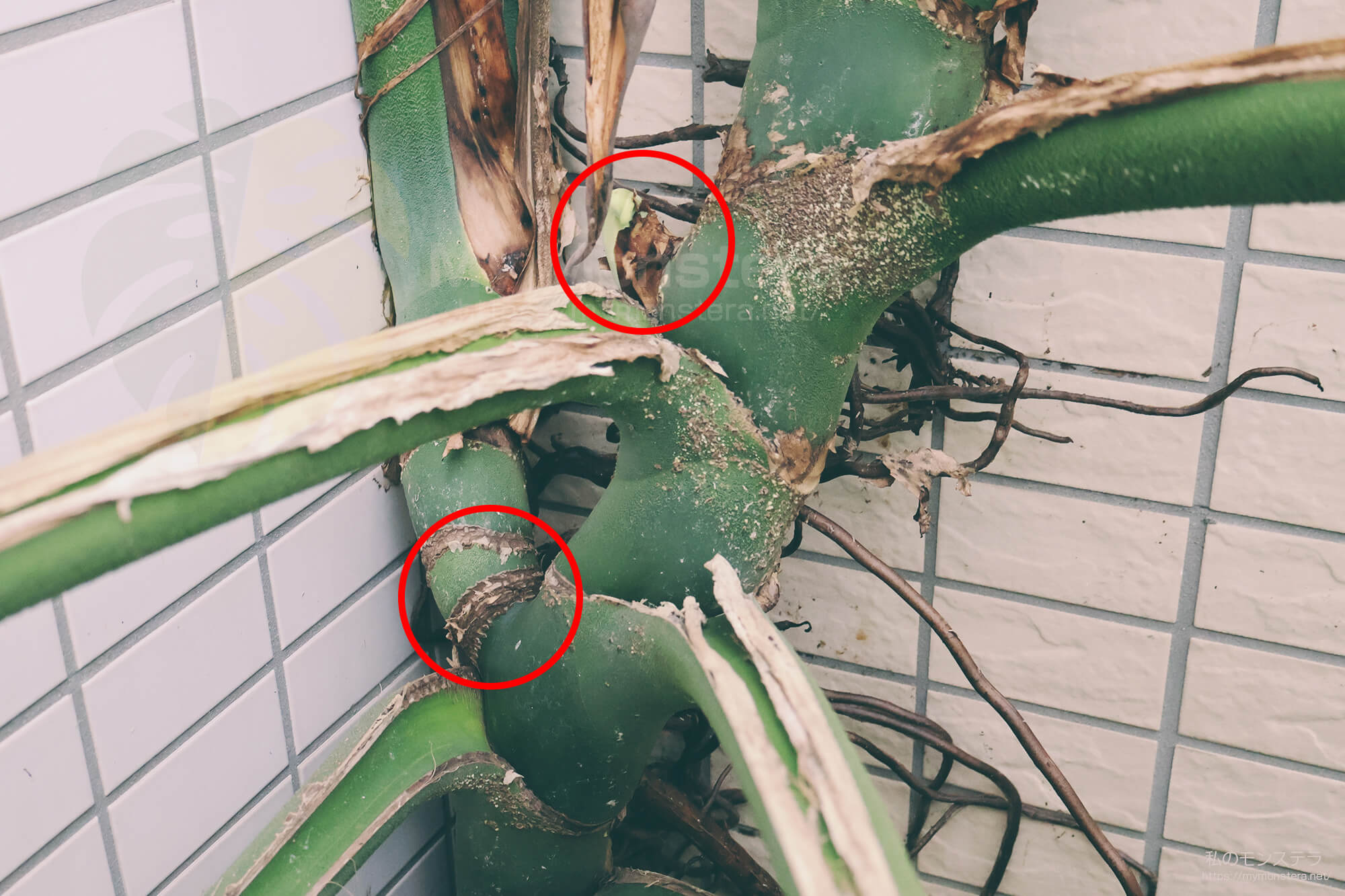 モンステラの脇芽