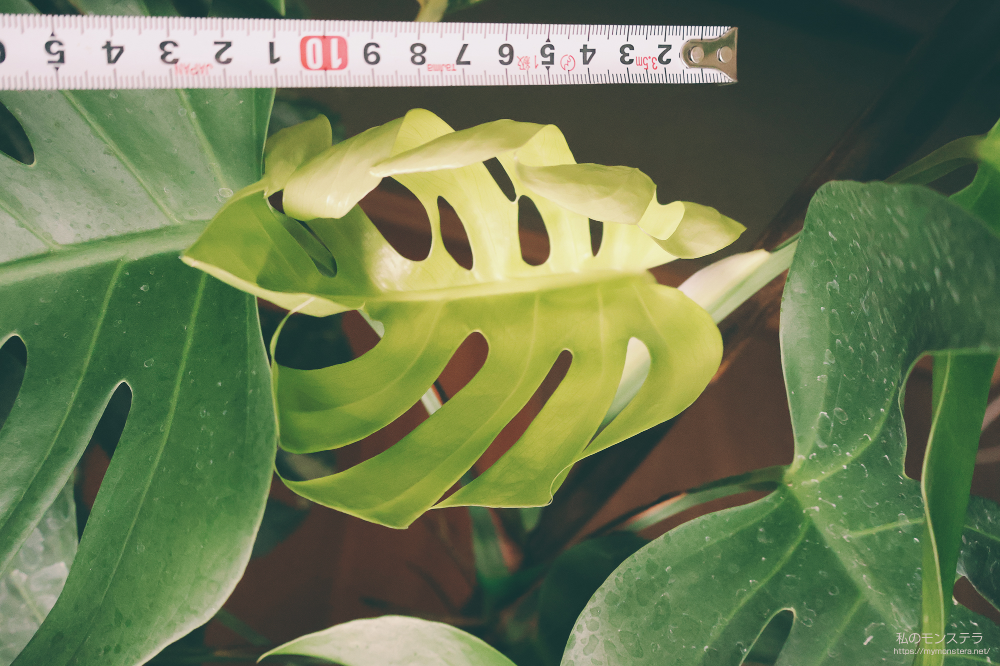 モンステラシエラナの小さな葉にあいた複数の穴