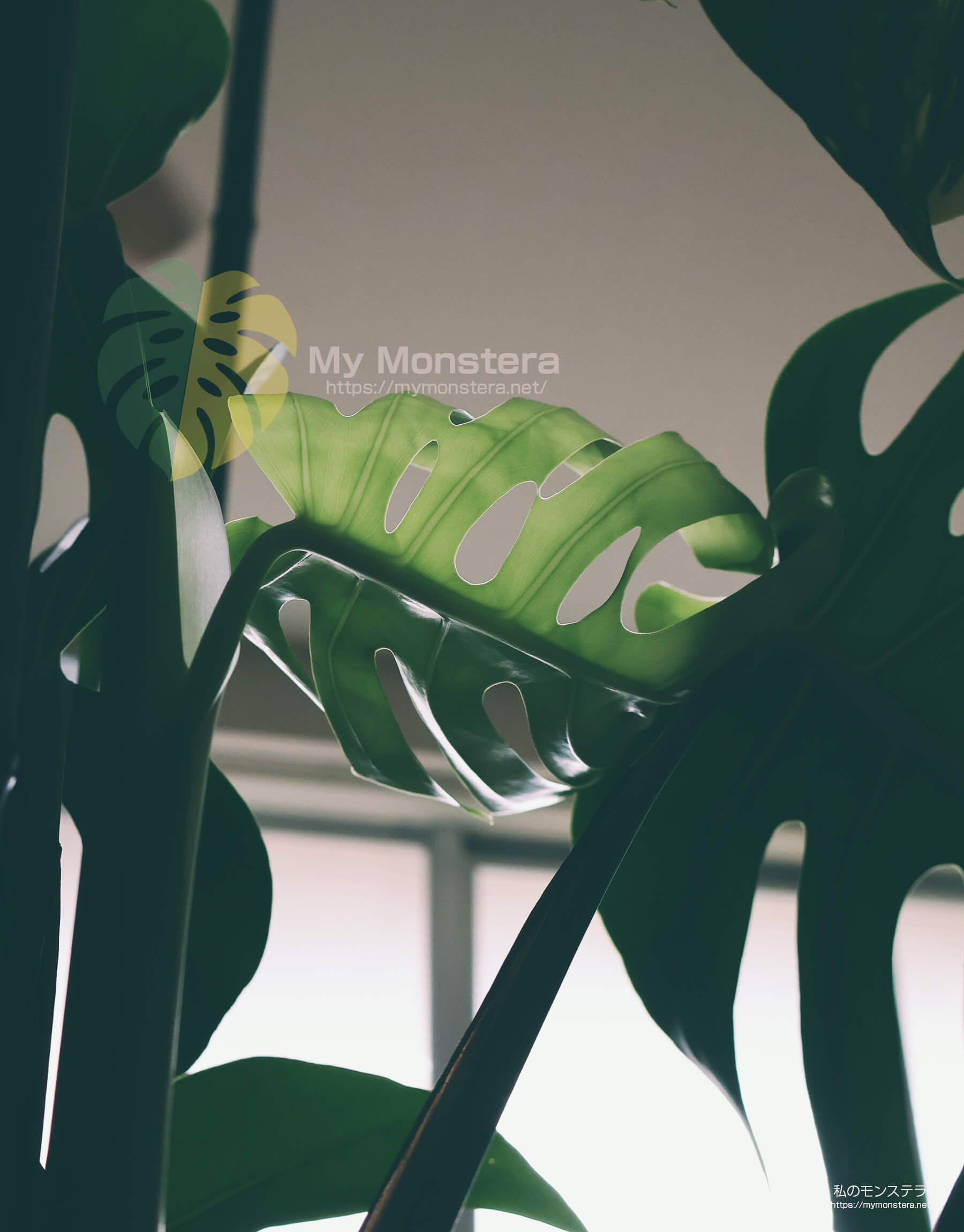 モンステラシエラナボトムカット