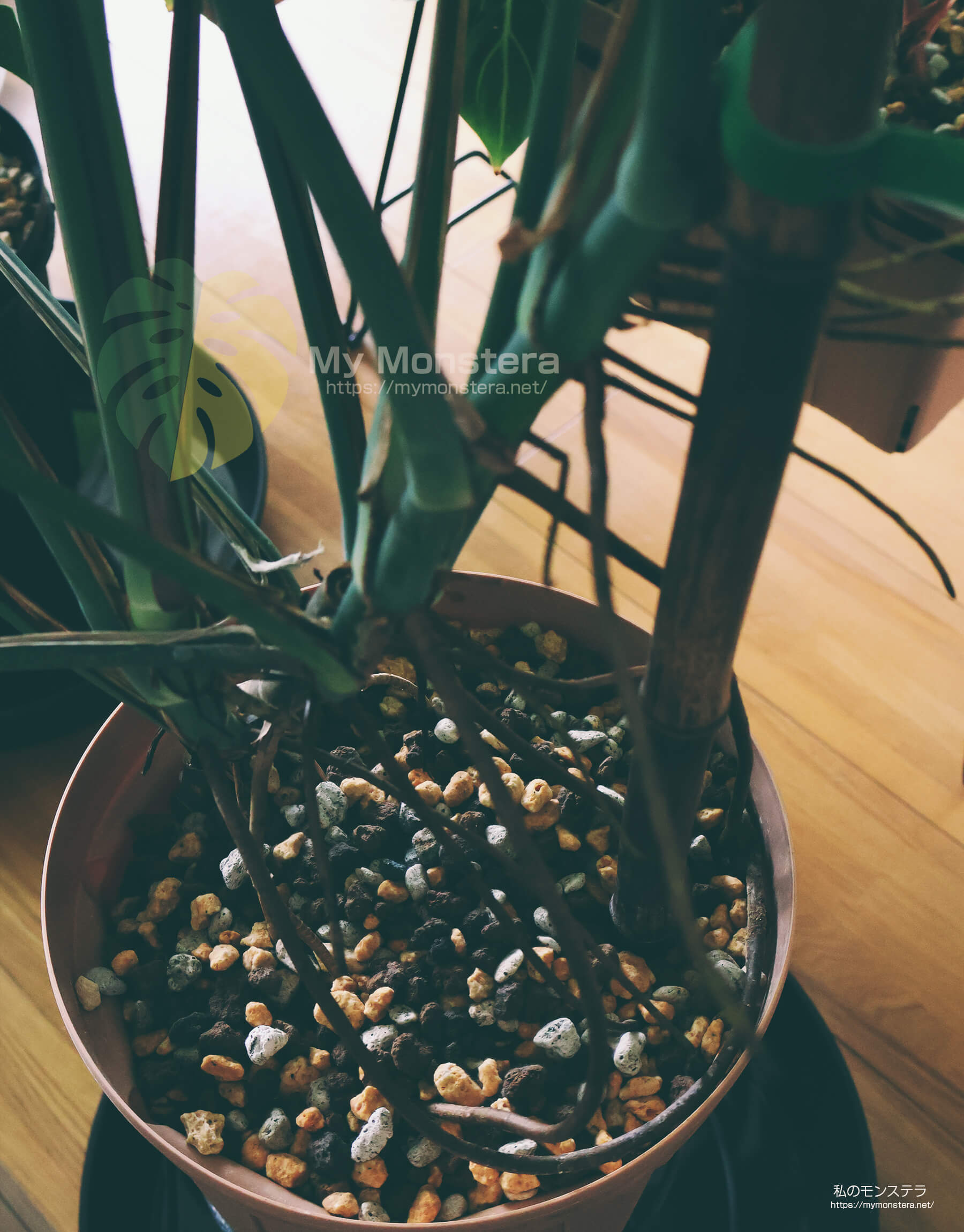 無機質用土で育てているモンステラシエラナ