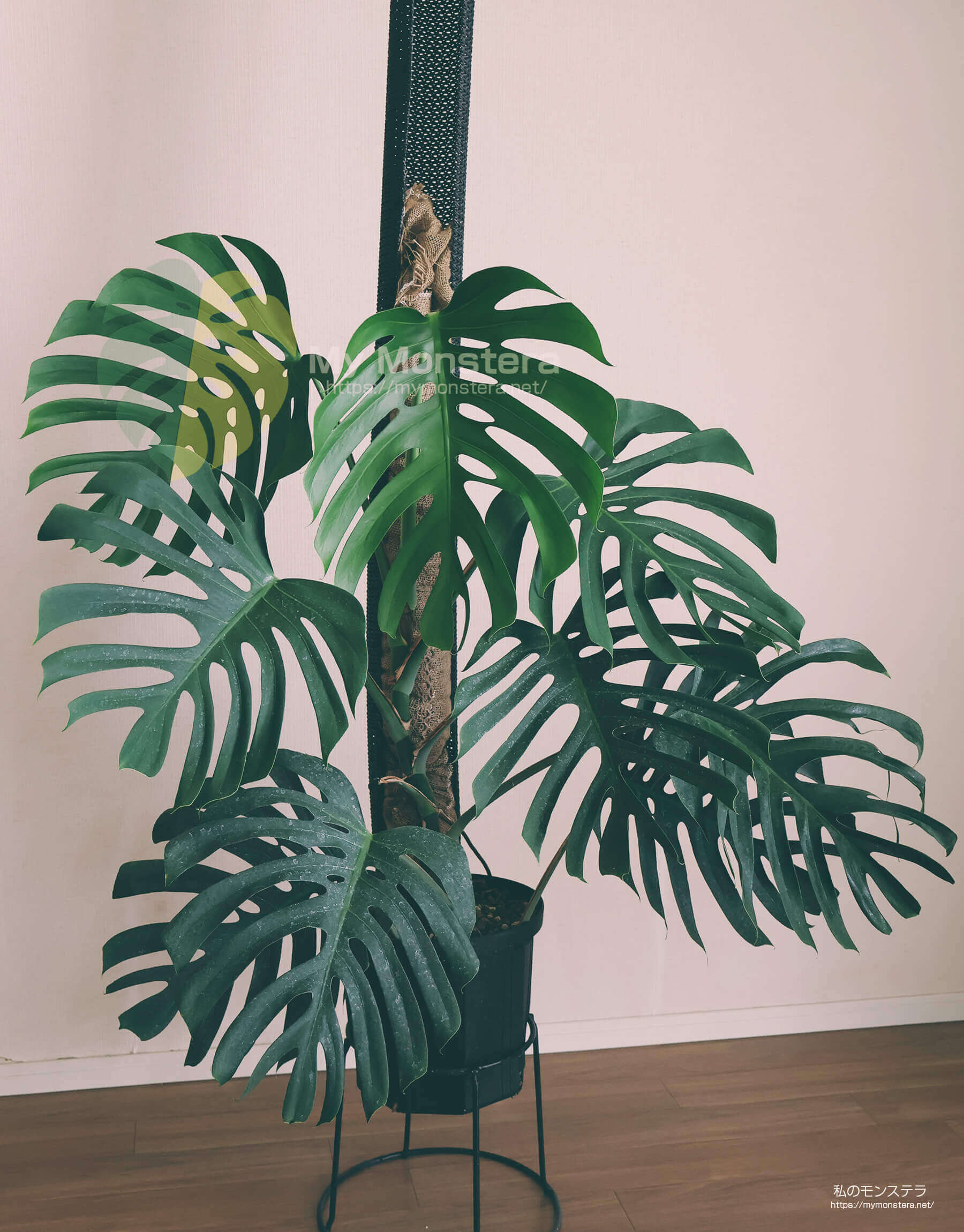 モンステラシエラナトップカット