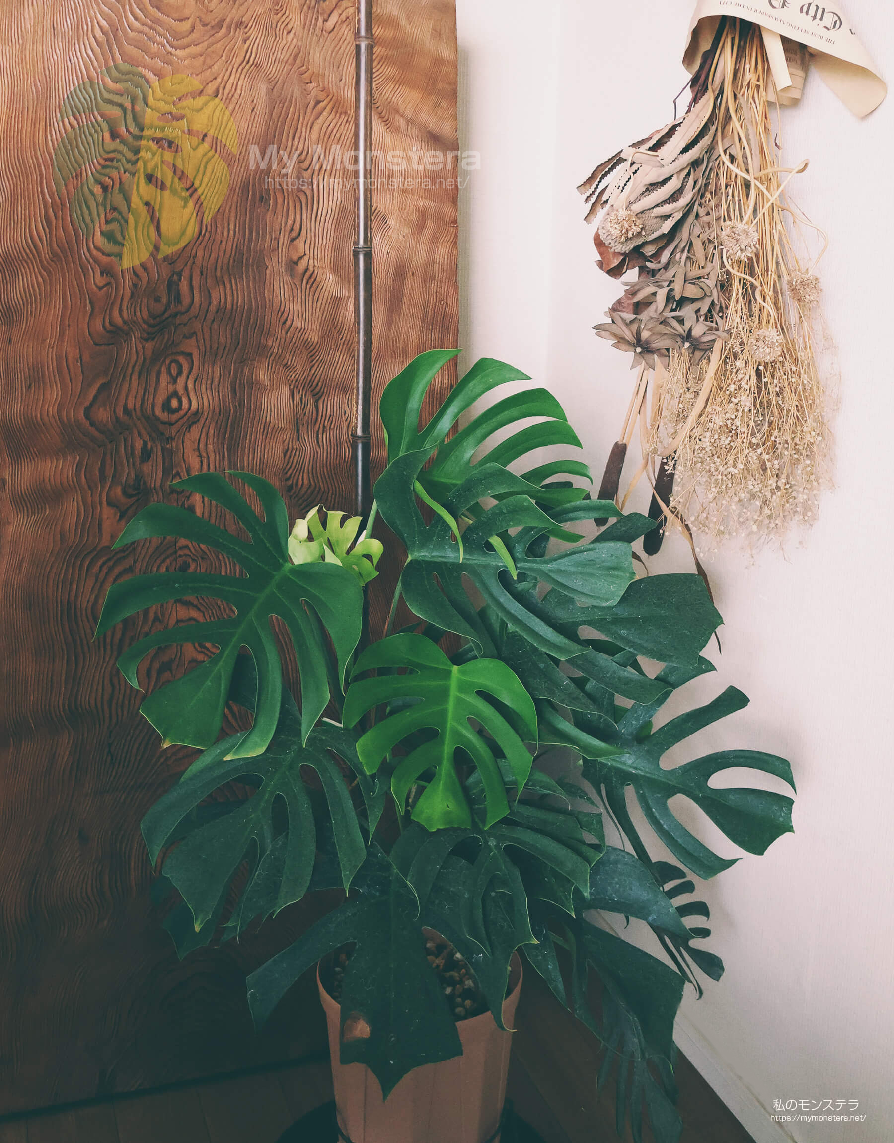 竹の棒で育てているモンステラシエラナ