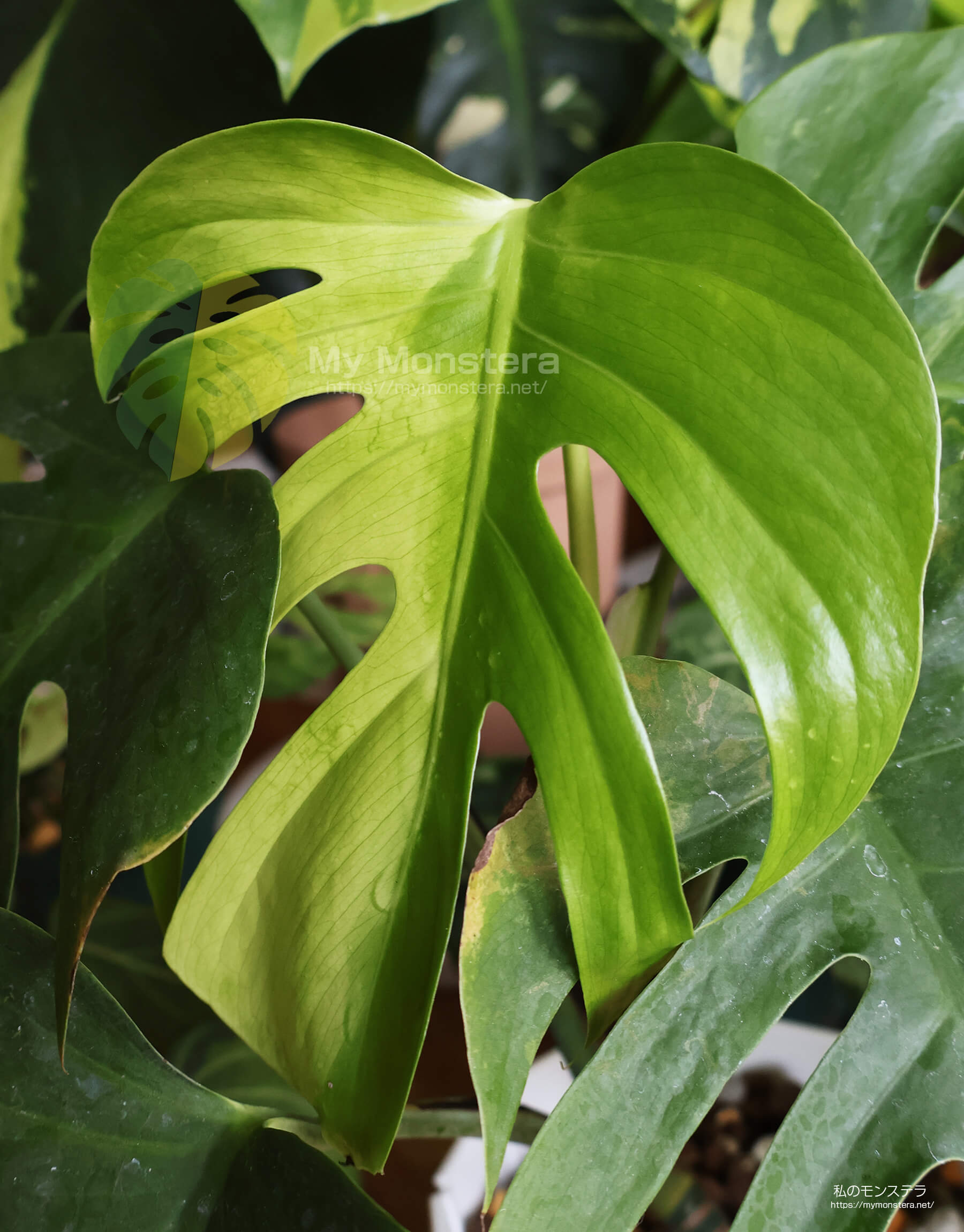 斑入りのモンステラシエラナ