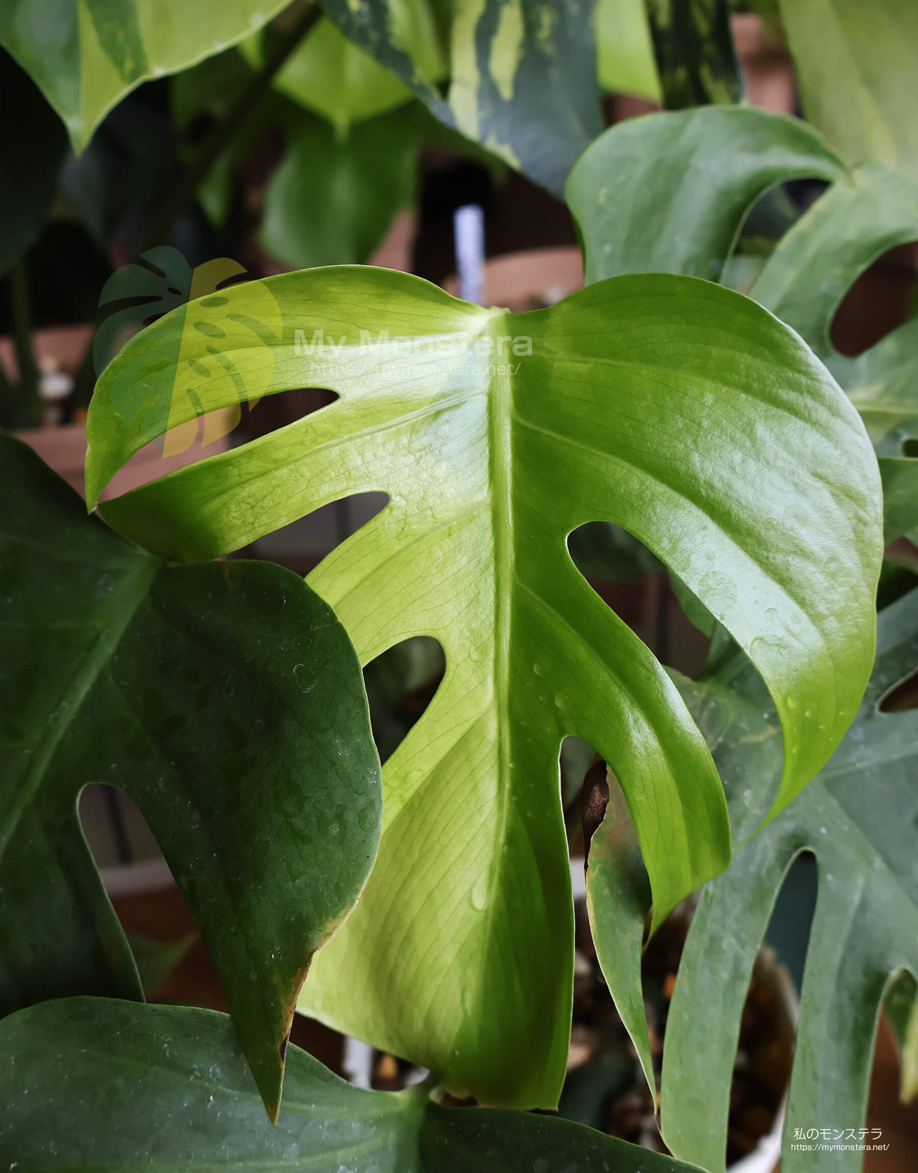 斑入りのモンステラシエラナ