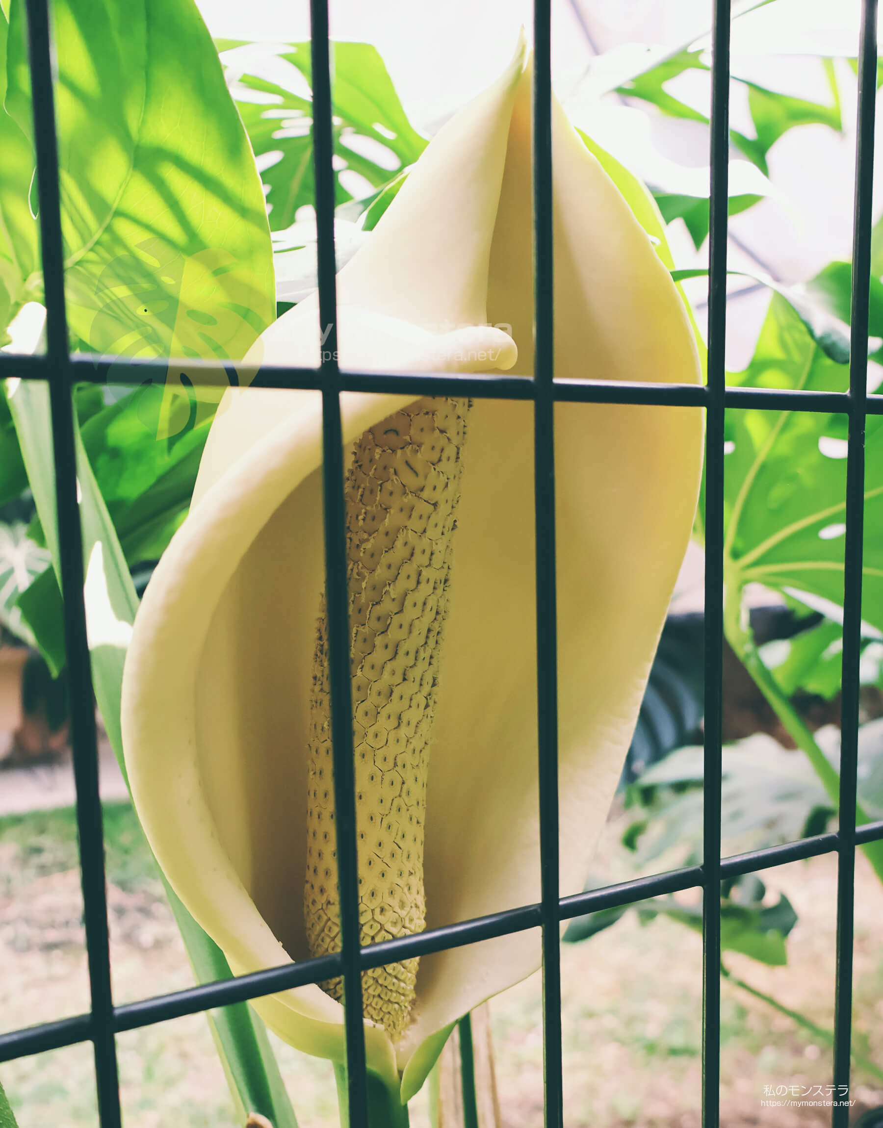 2025年に開花したモンステラの花