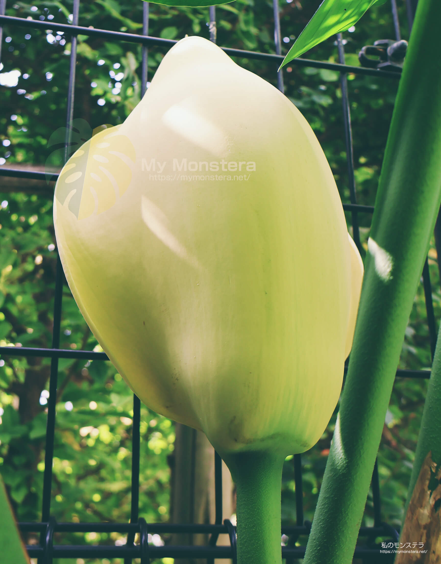 モンステラ・デリシオーサ（ノーマル）の花 – 2025年10月10日