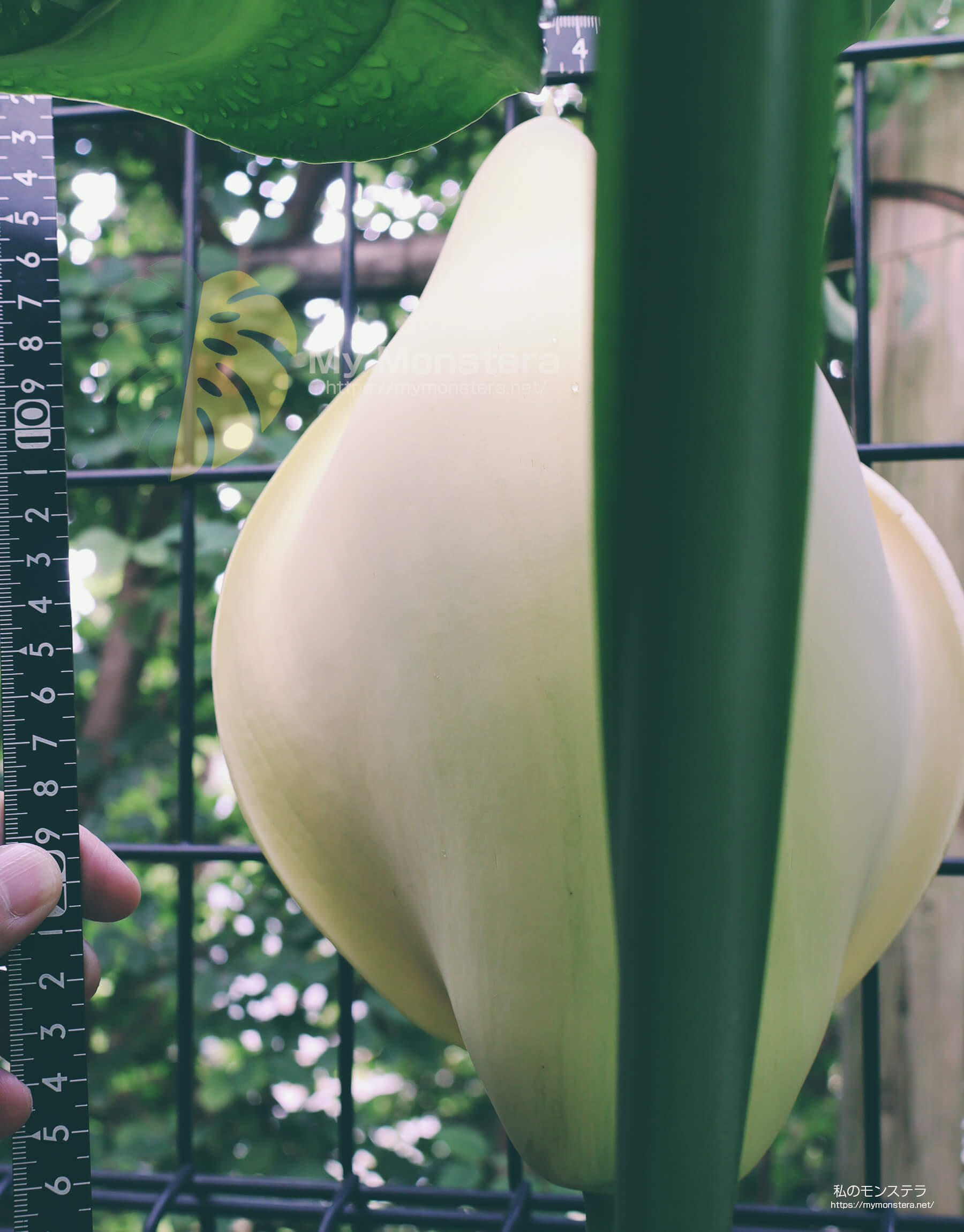 モンステラ・デリシオーサ（ノーマル）の花 – 2025年10月10日