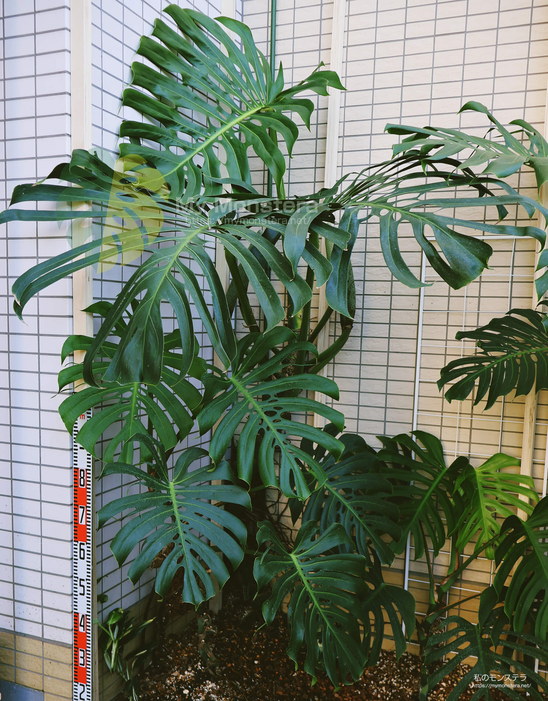 地植え栽培中のモンステラスケルトン