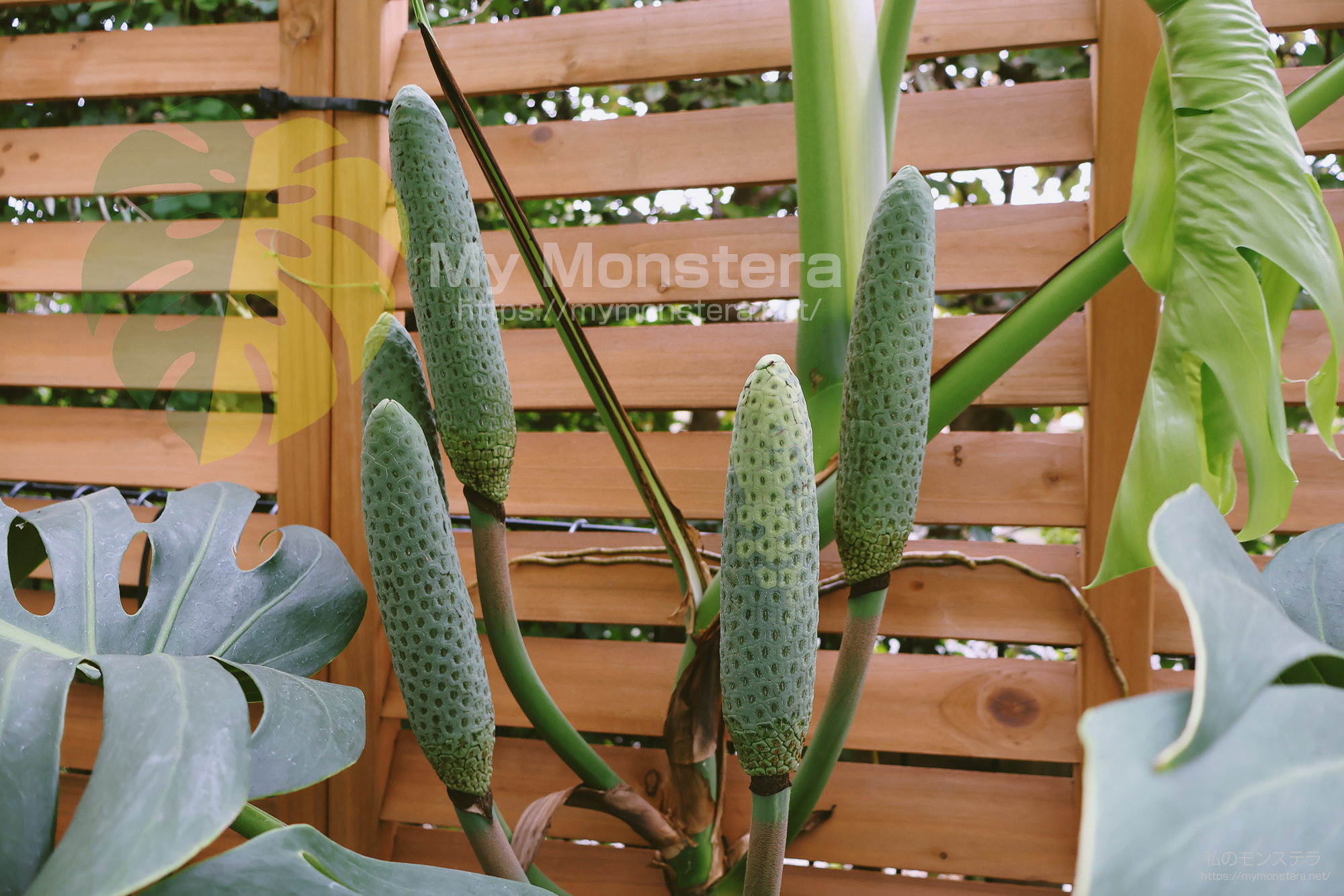 モンステラオーレアの実