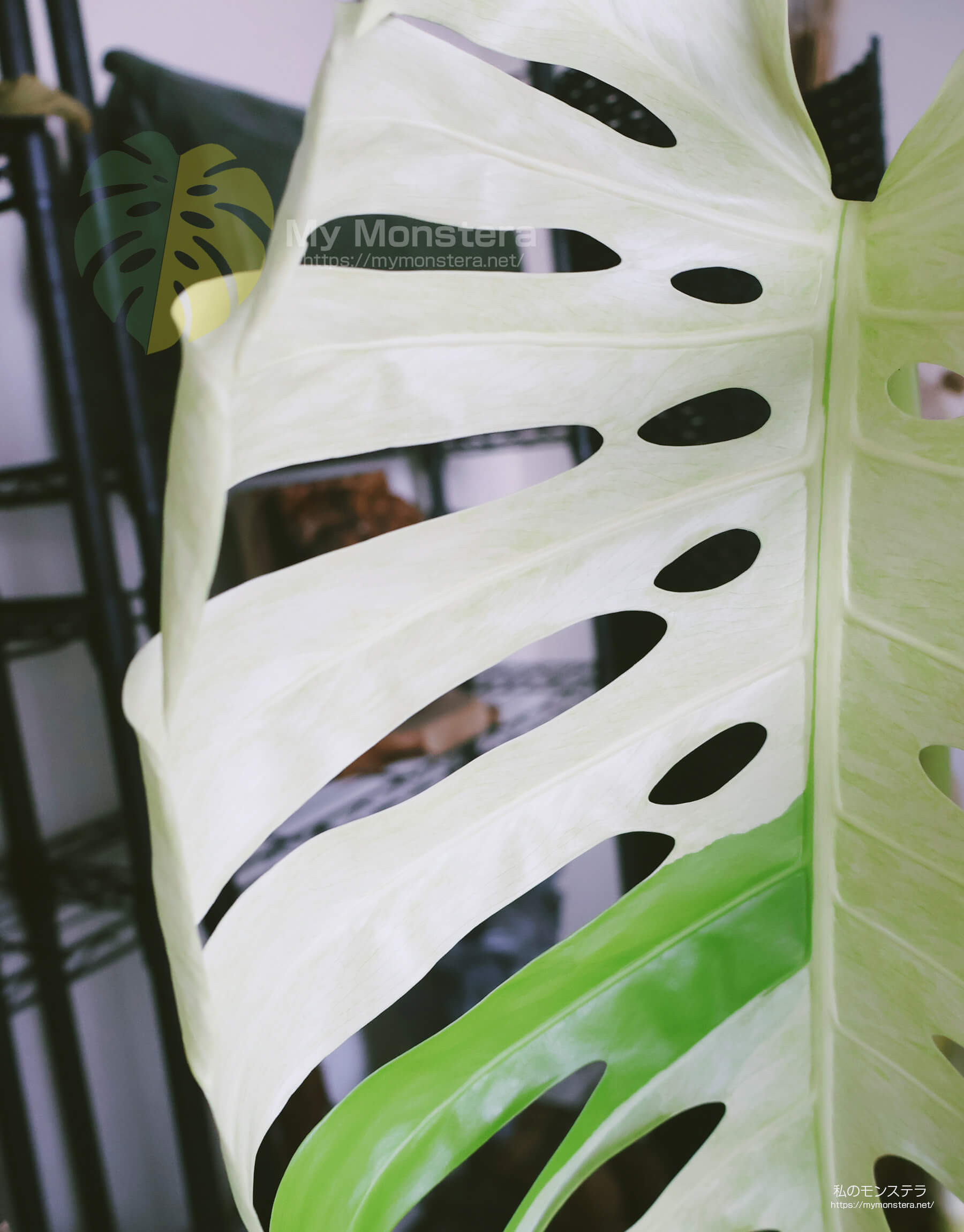 2年半以上育てたミント斑のモンステラ