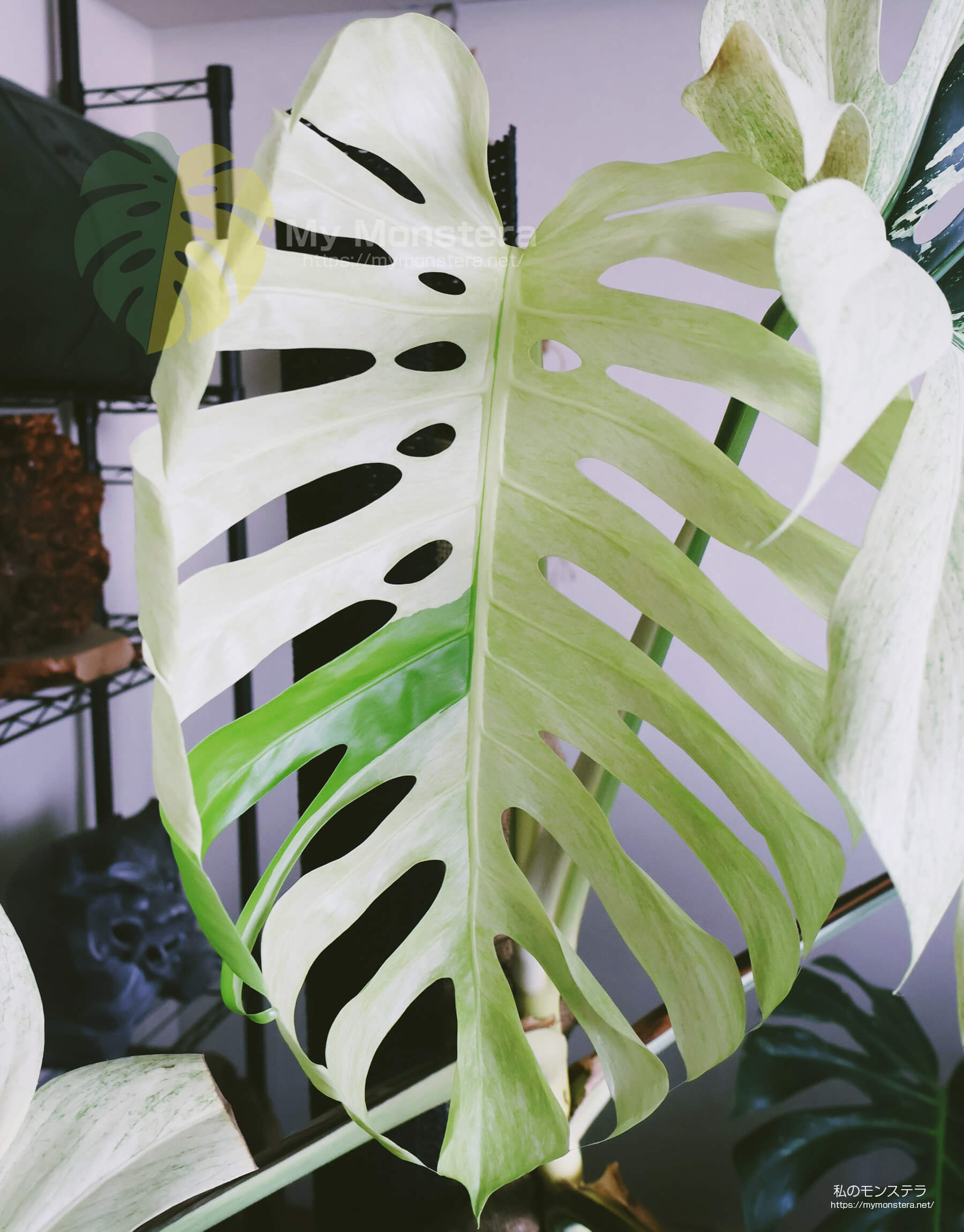 2年半以上育てたミント斑のモンステラ