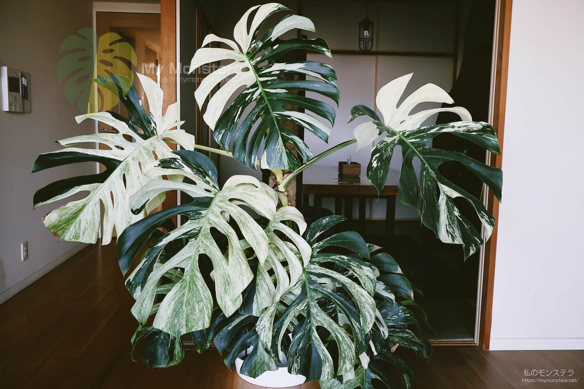 2年半以上育てたミント斑のモンステラ